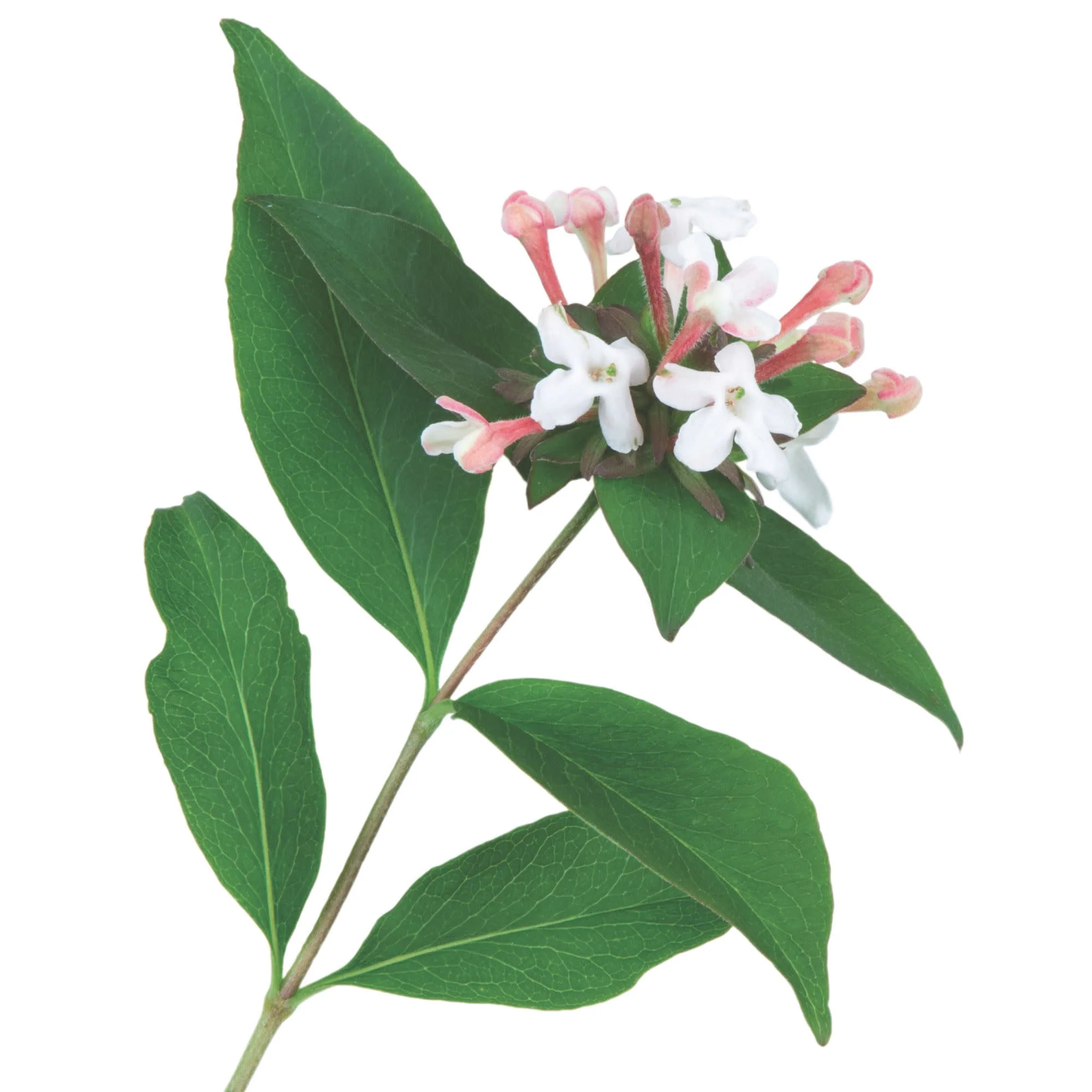 Sweet Emotion Blaze® Hardy Abelia (Abelia mosanensis) - Image 9