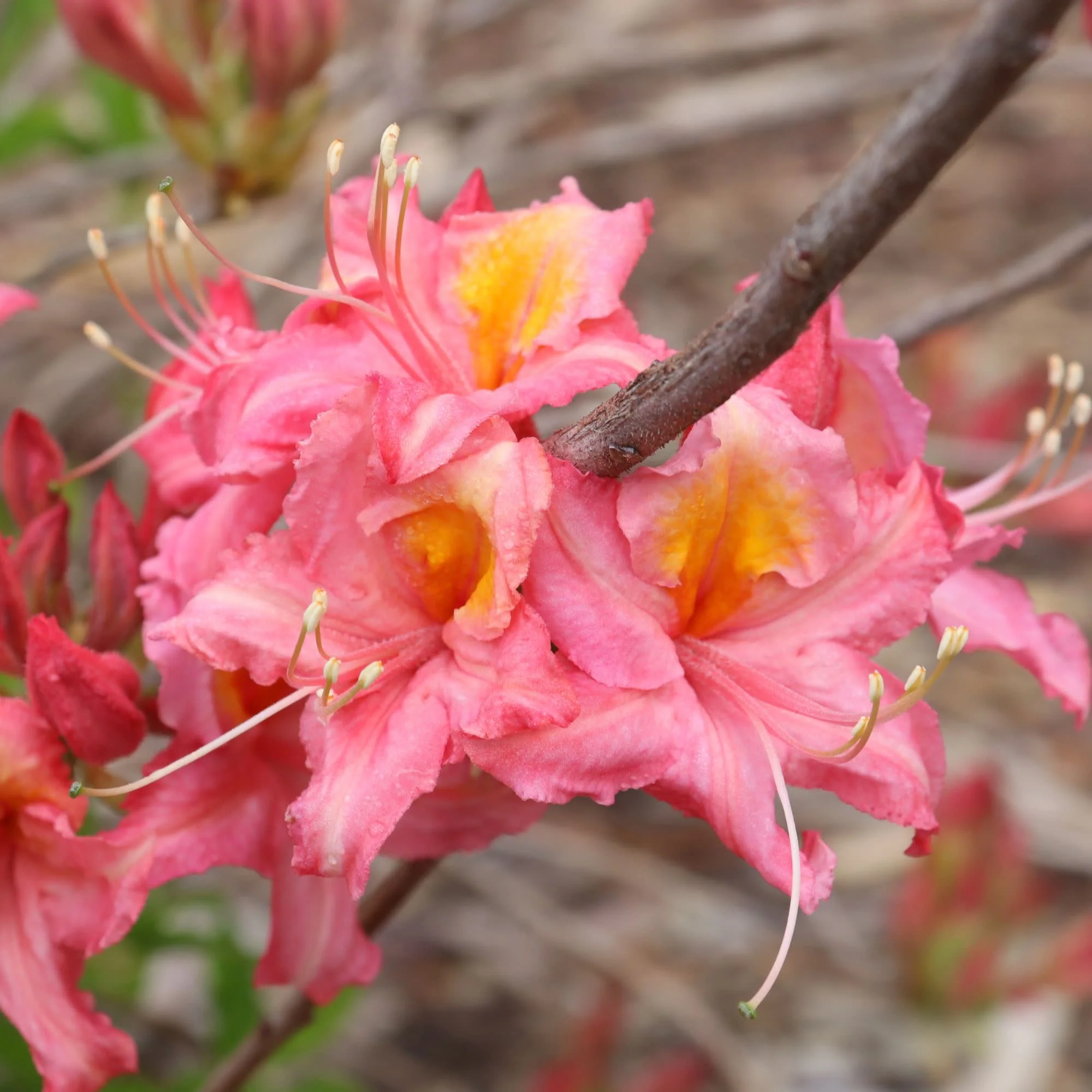 Sweet Reward® Pink Azalea (Rhododendron x) - Image 6