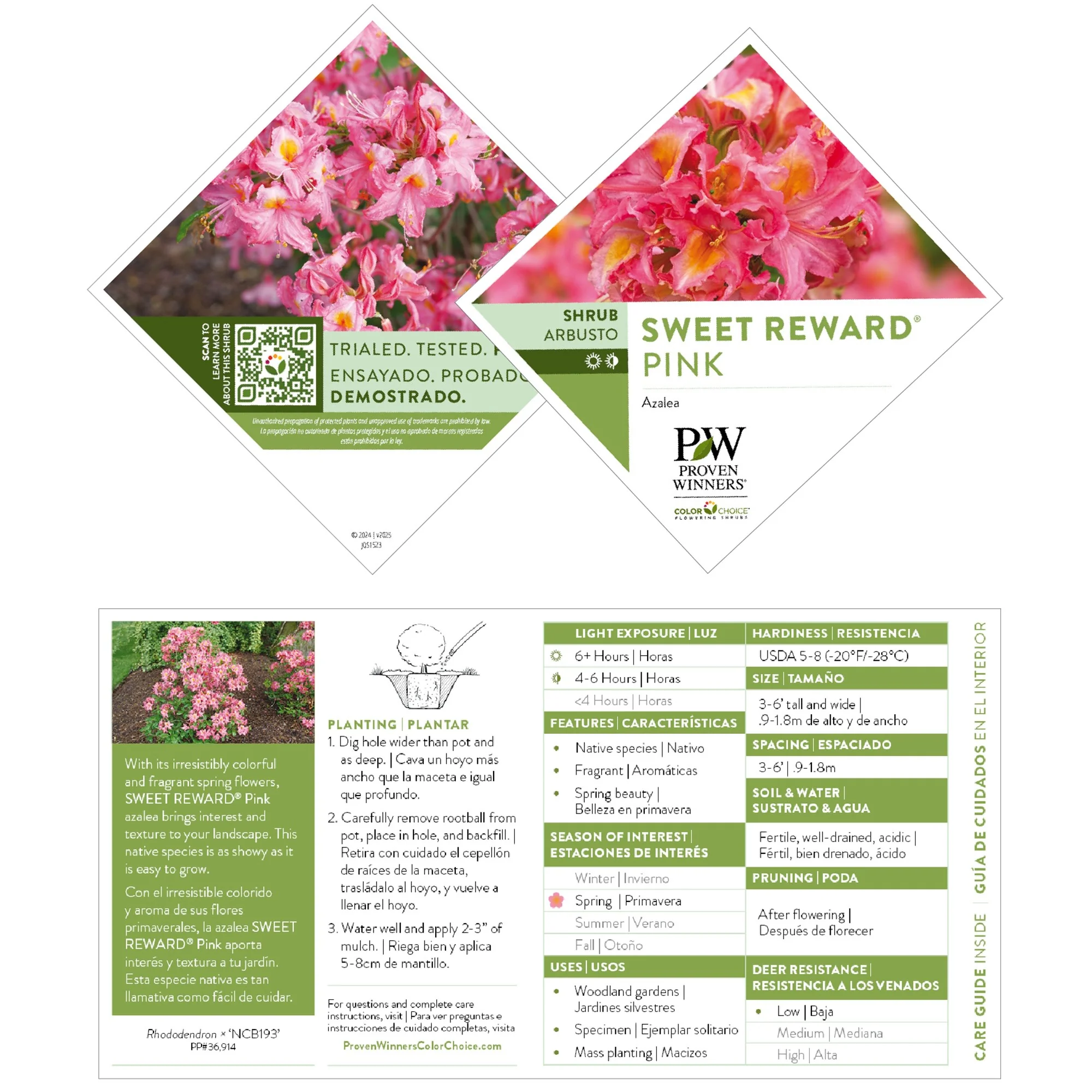 Sweet Reward® Pink Azalea (Rhododendron x) - Image 9