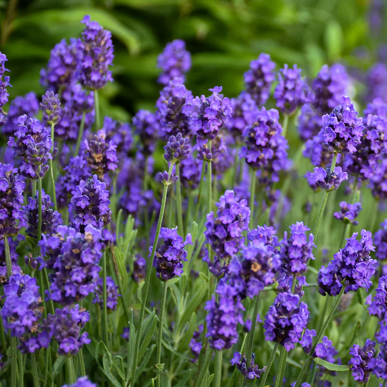 Sweet Romance® Lavender (Lavandula angustifolia) - Image 2