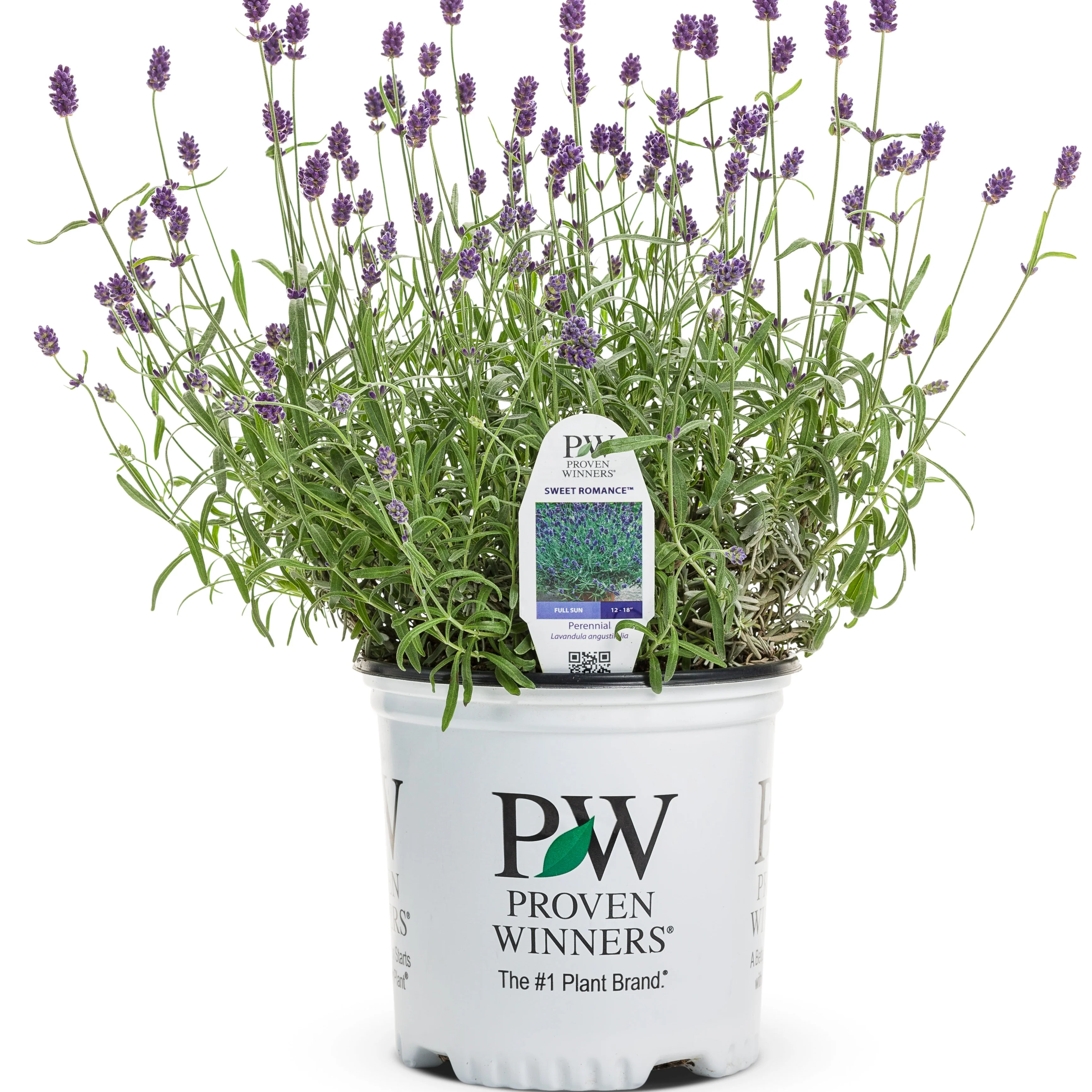 Sweet Romance® Lavender (Lavandula angustifolia) - Image 3