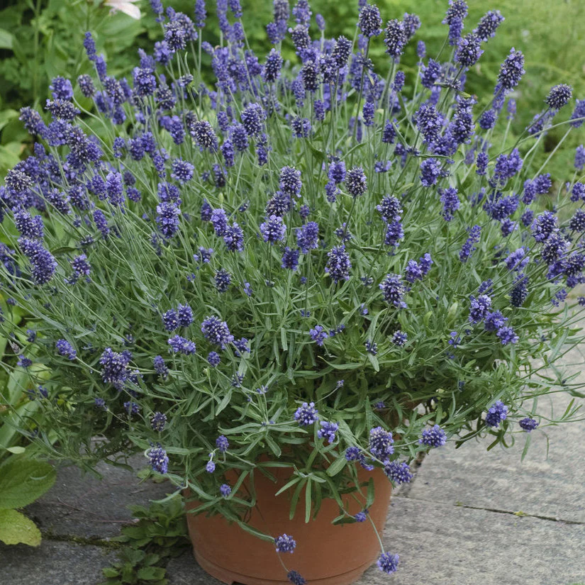 Sweet Romance® Lavender (Lavandula angustifolia) - Image 5