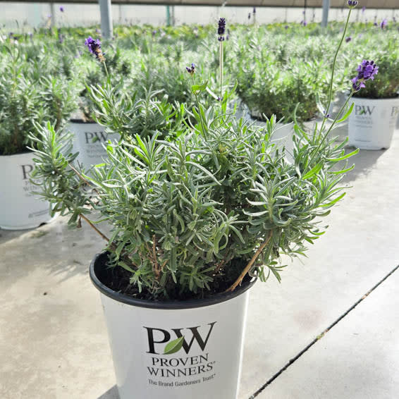 Sweet Romance® Lavender (Lavandula angustifolia) - Image 6