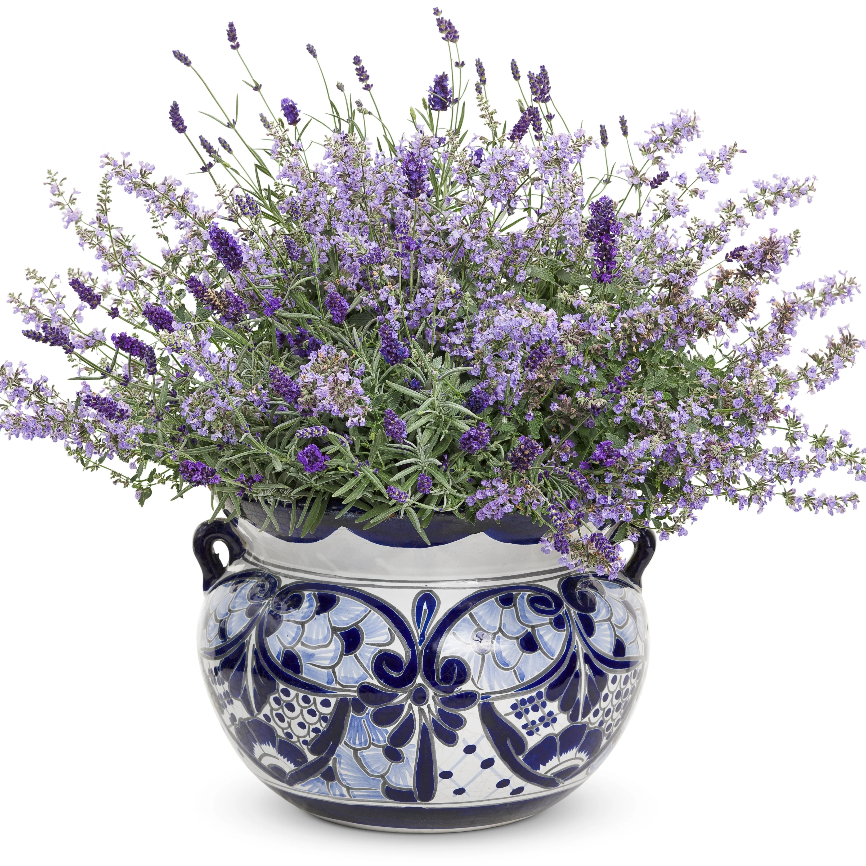 Sweet Romance® Lavender (Lavandula angustifolia) - Image 7