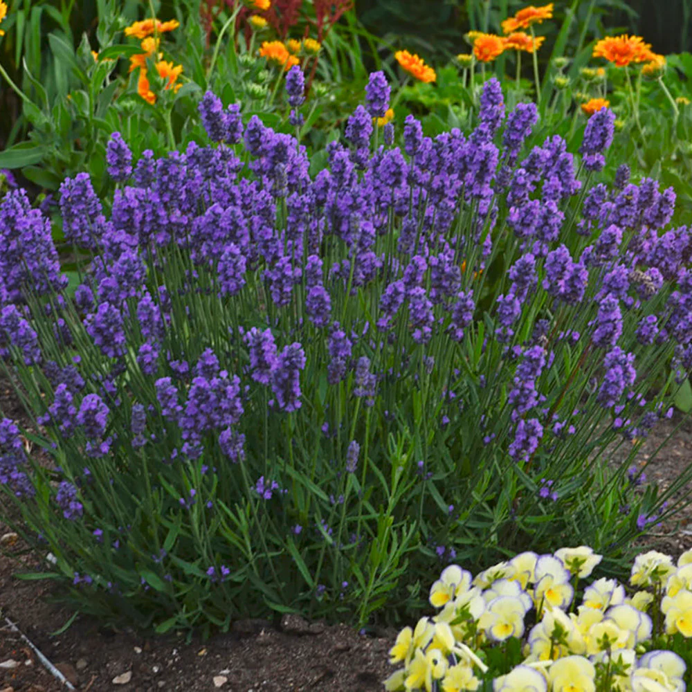 Sweet Romance® Lavender (Lavandula angustifolia) - Image 8