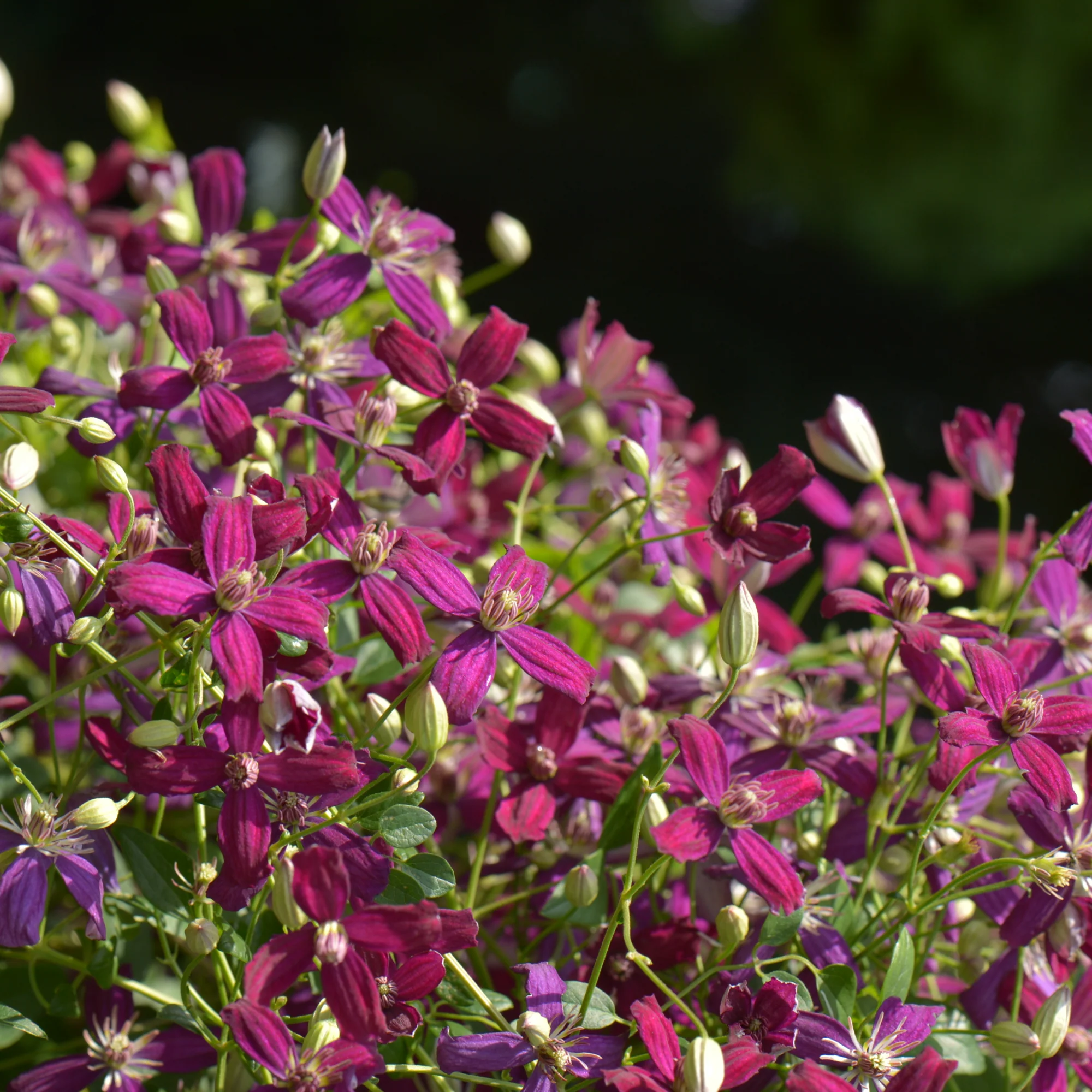 'Sweet Summer Love' Clematis - Image 3
