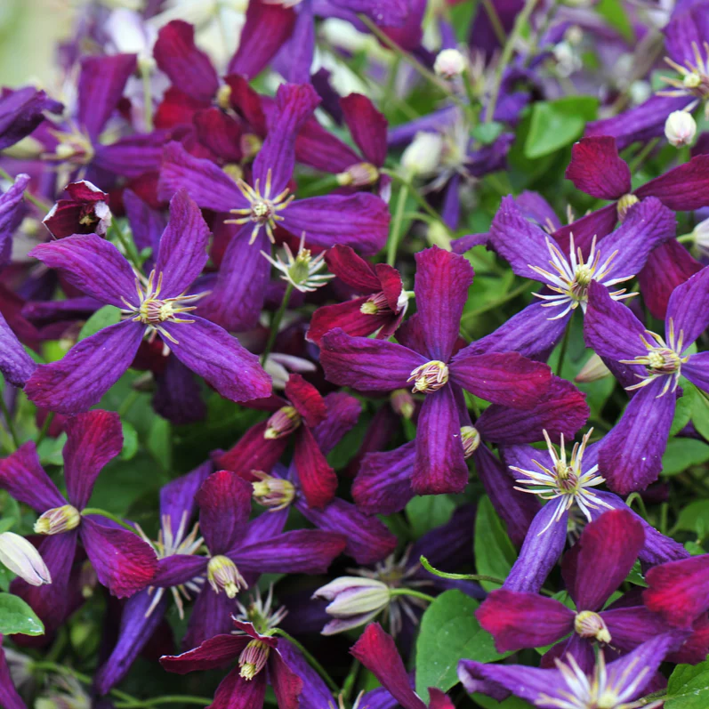 'Sweet Summer Love' Clematis - Image 4