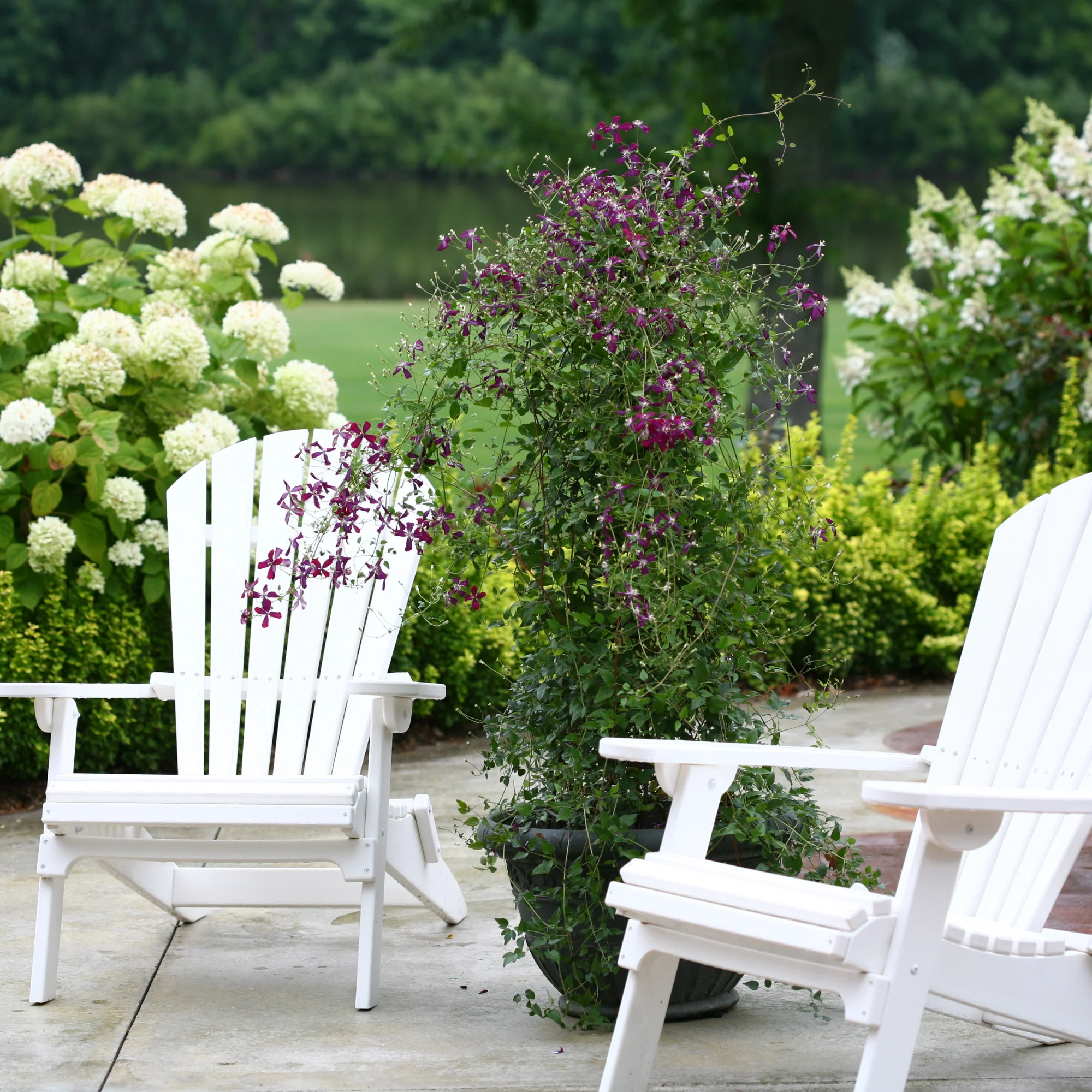 'Sweet Summer Love' Clematis - Image 5
