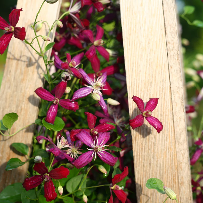 'Sweet Summer Love' Clematis - Image 6