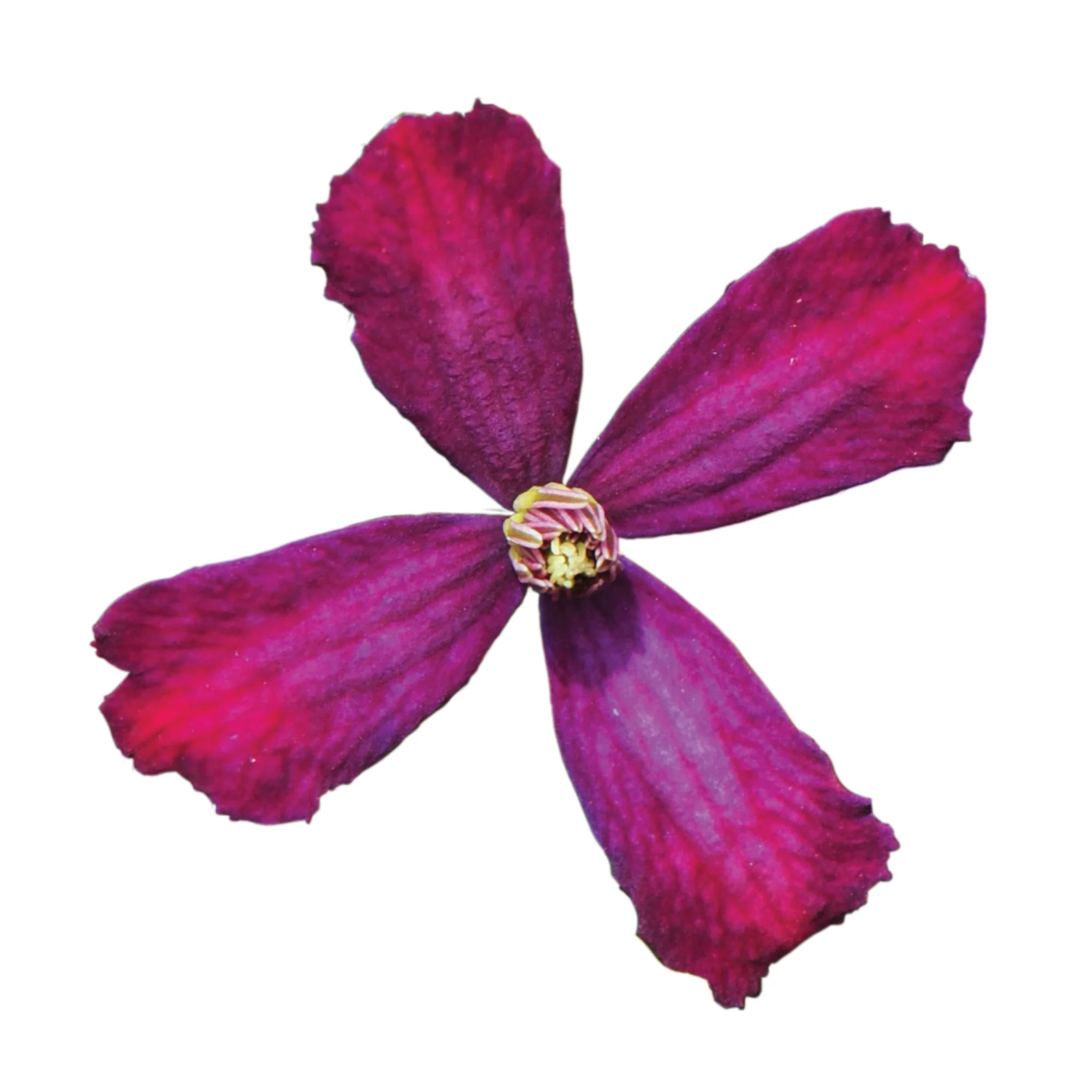 'Sweet Summer Love' Clematis - Image 7