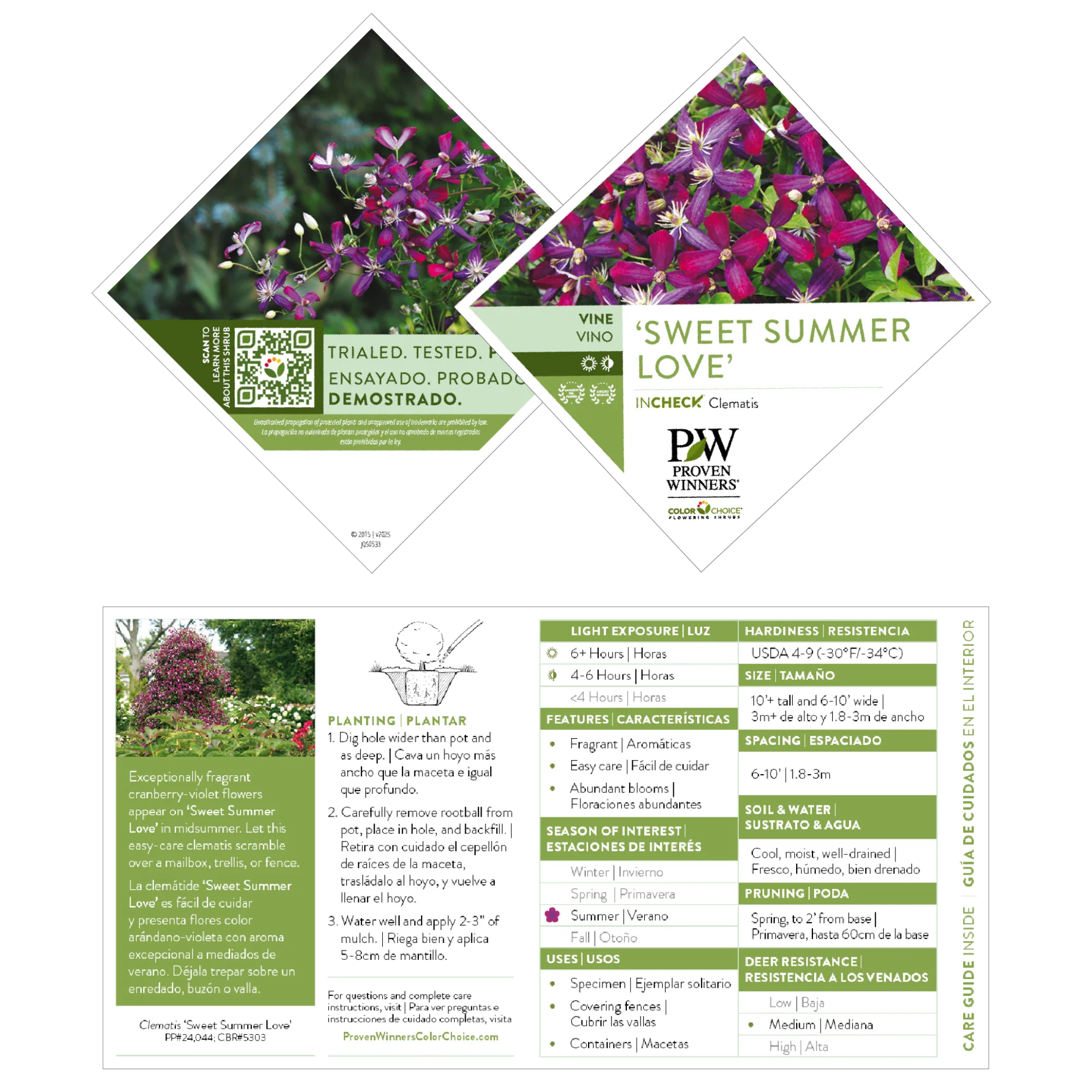 'Sweet Summer Love' Clematis - Image 9