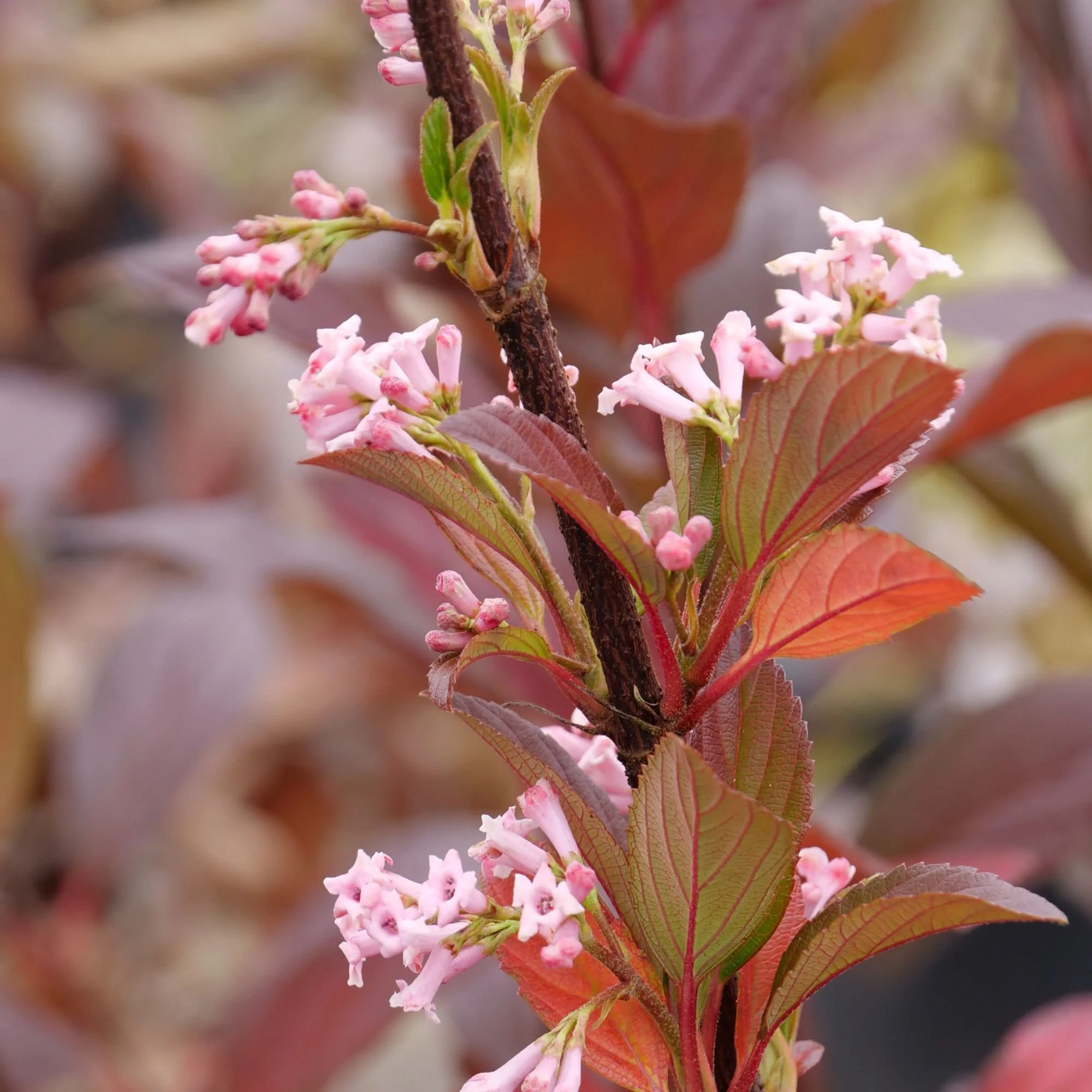 Sweet Talker® Fragrant Viburnum - Image 3