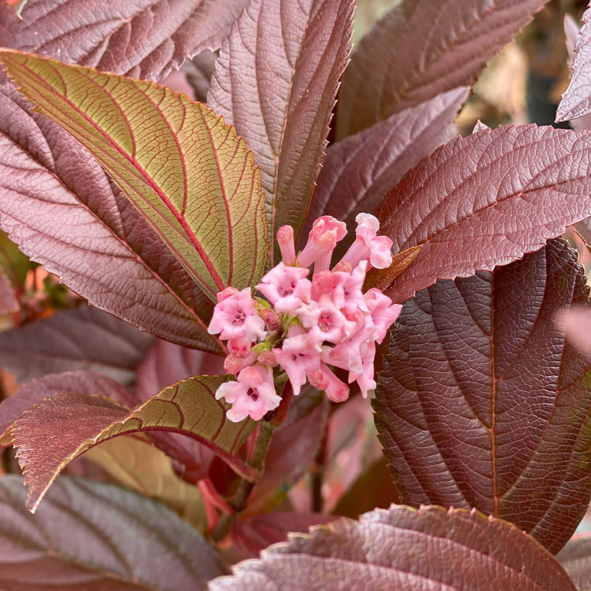 Sweet Talker® Fragrant Viburnum - Image 6