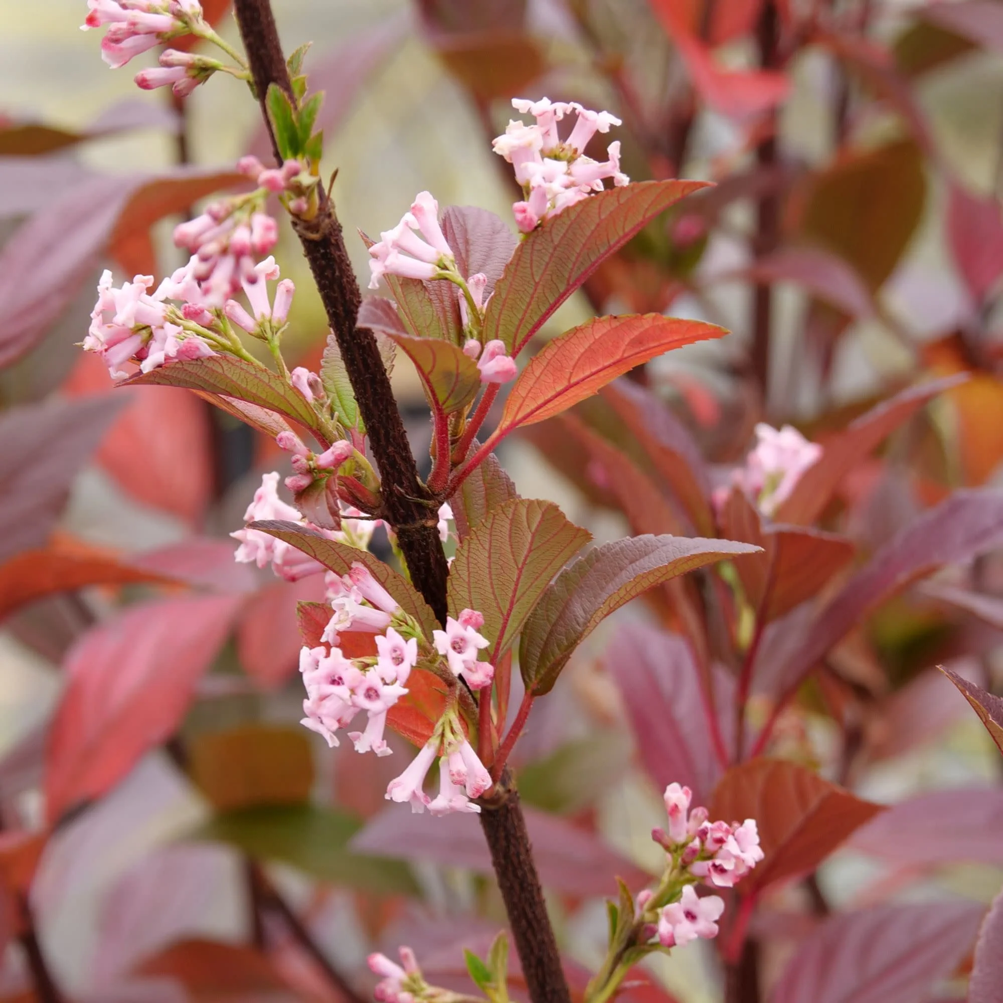 Sweet Talker® Fragrant Viburnum - Image 7