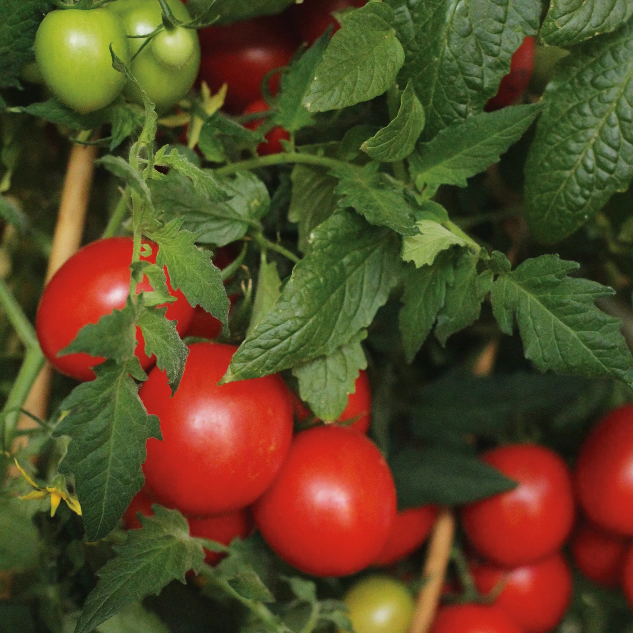 Proven Selections® Tempting Tomatoes® Garden Gem Snack Tomato (Solanum lycopersicum) - Image 4
