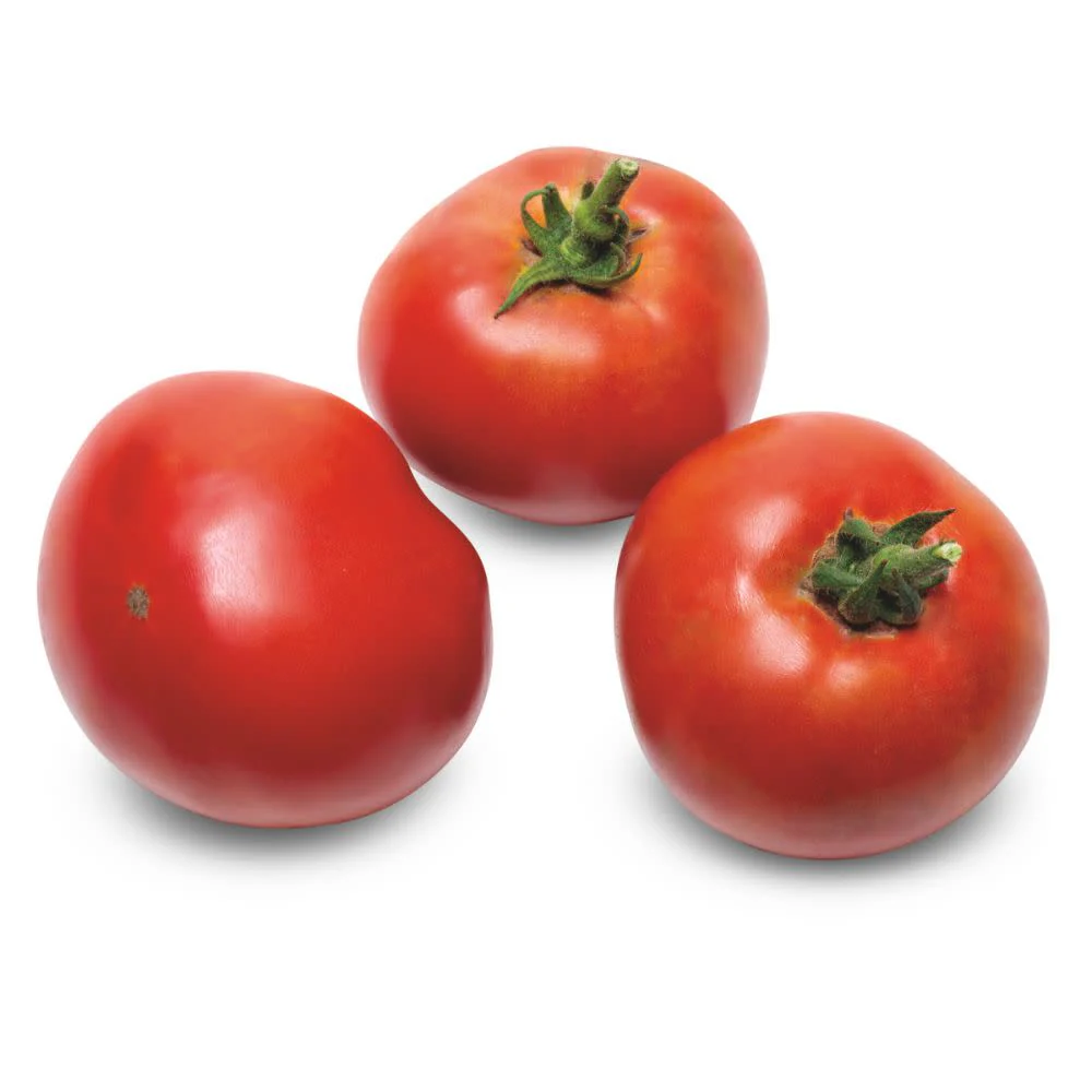Proven Selections® Tempting Tomatoes® Garden Treasure Slicing Tomato (Solanum lycopersicum) - Image 8