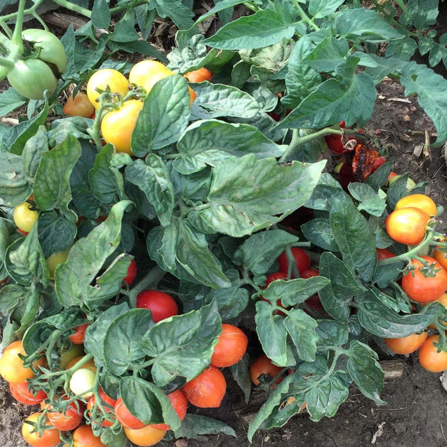 Proven Selections® Tempting Tomatoes® Goodhearted® Cherry Tomato (Solanum lycopersicum) - Image 10