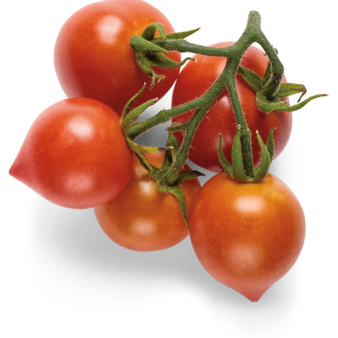 Proven Selections® Tempting Tomatoes® Goodhearted® Cherry Tomato (Solanum lycopersicum) - Image 11