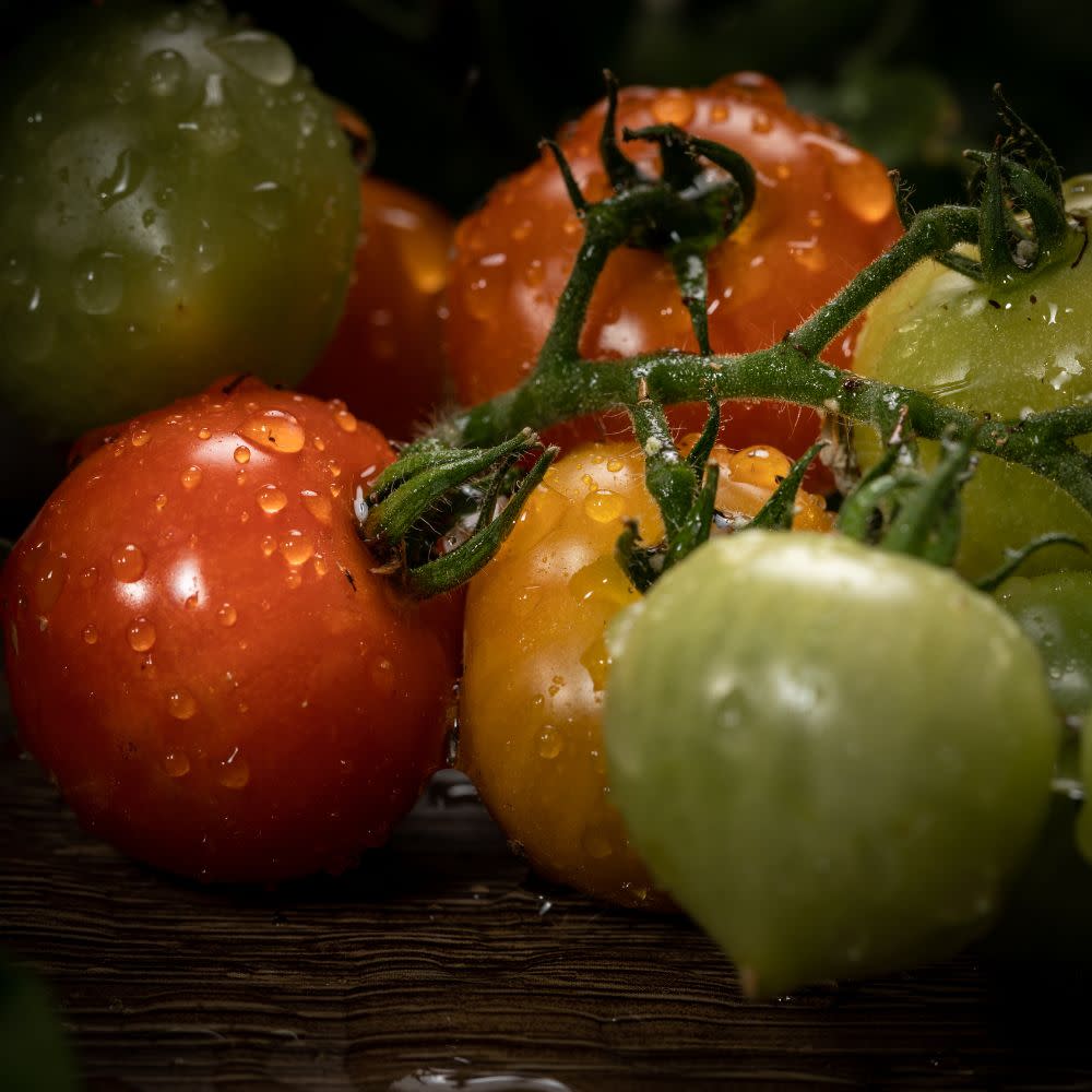 Proven Selections® Tempting Tomatoes® Goodhearted® Cherry Tomato (Solanum lycopersicum) - Image 2
