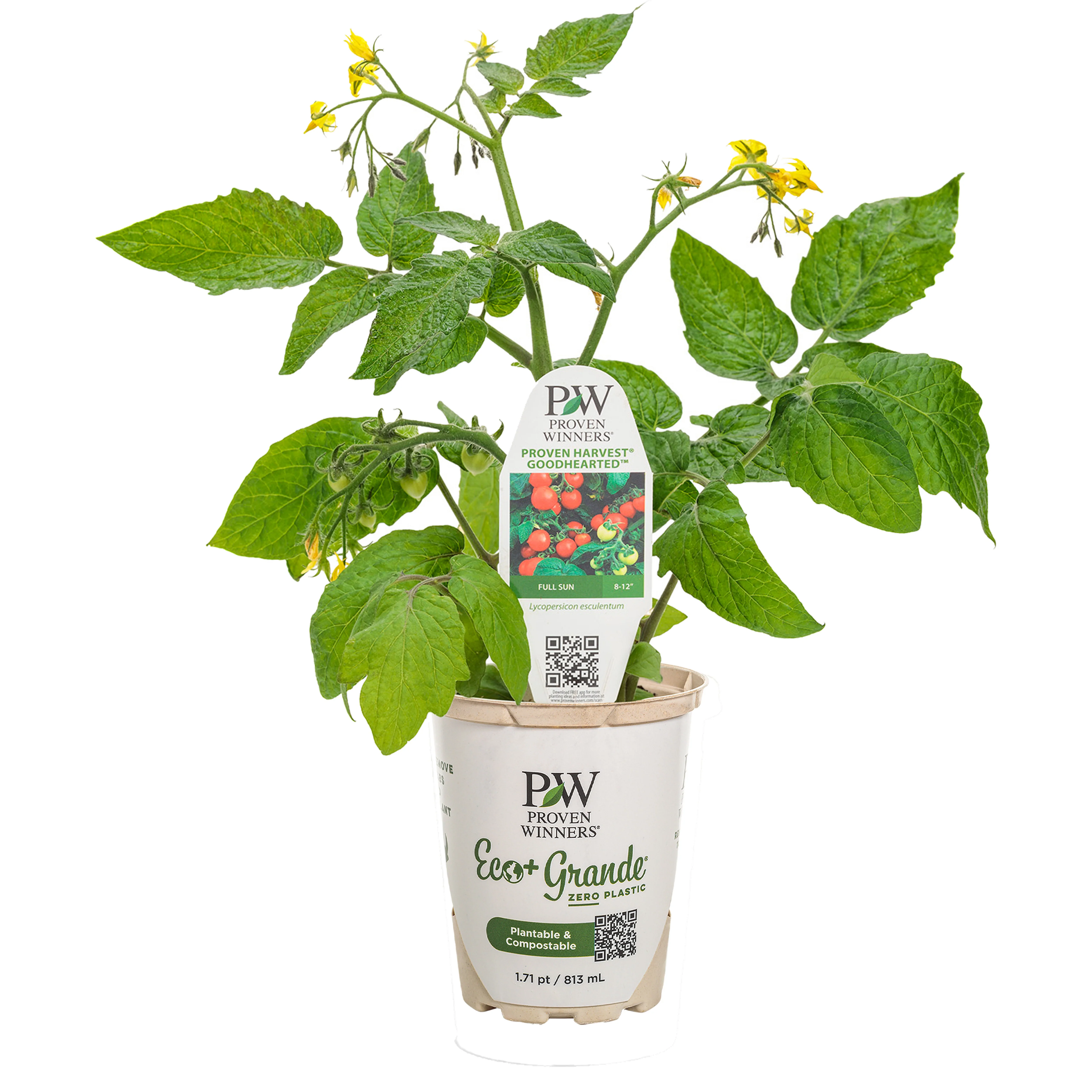 Proven Selections® Tempting Tomatoes® Goodhearted® Cherry Tomato (Solanum lycopersicum) - Image 3