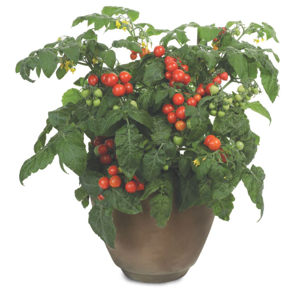 Proven Selections® Tempting Tomatoes® Goodhearted® Cherry Tomato (Solanum lycopersicum) - Image 5