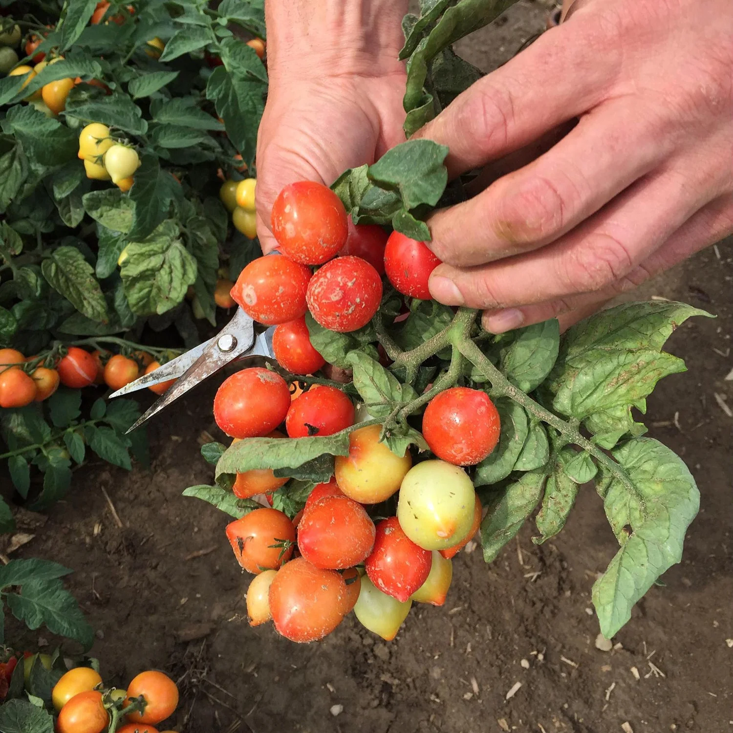 Proven Selections® Tempting Tomatoes® Goodhearted® Cherry Tomato (Solanum lycopersicum) - Image 7