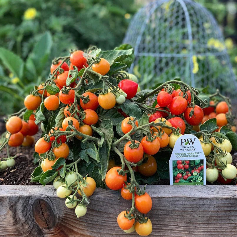 Proven Selections® Tempting Tomatoes® Goodhearted® Cherry Tomato (Solanum lycopersicum) - Image 8