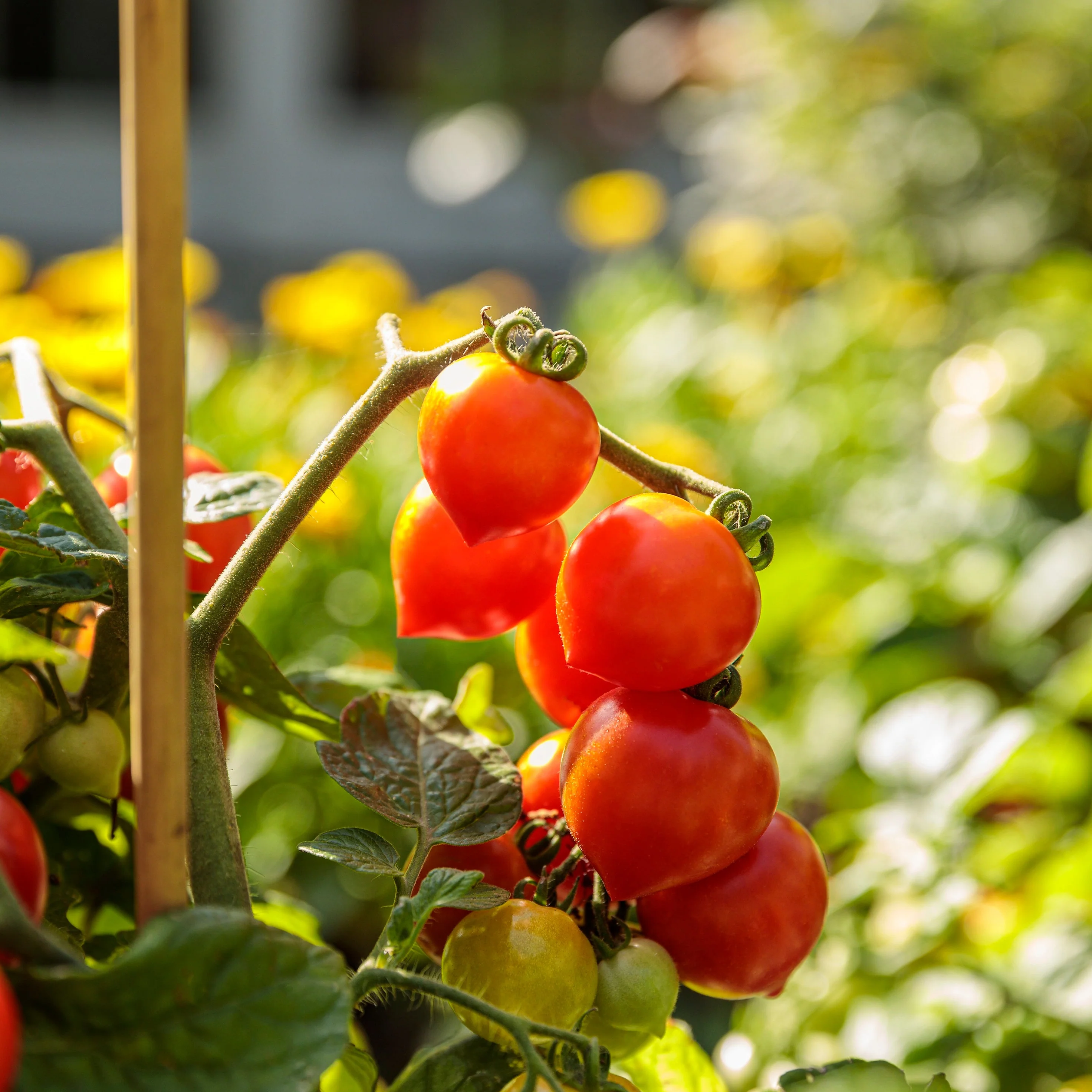 Proven Selections® Tempting Tomatoes® Goodhearted® Cherry Tomato (Solanum lycopersicum) - Image 9