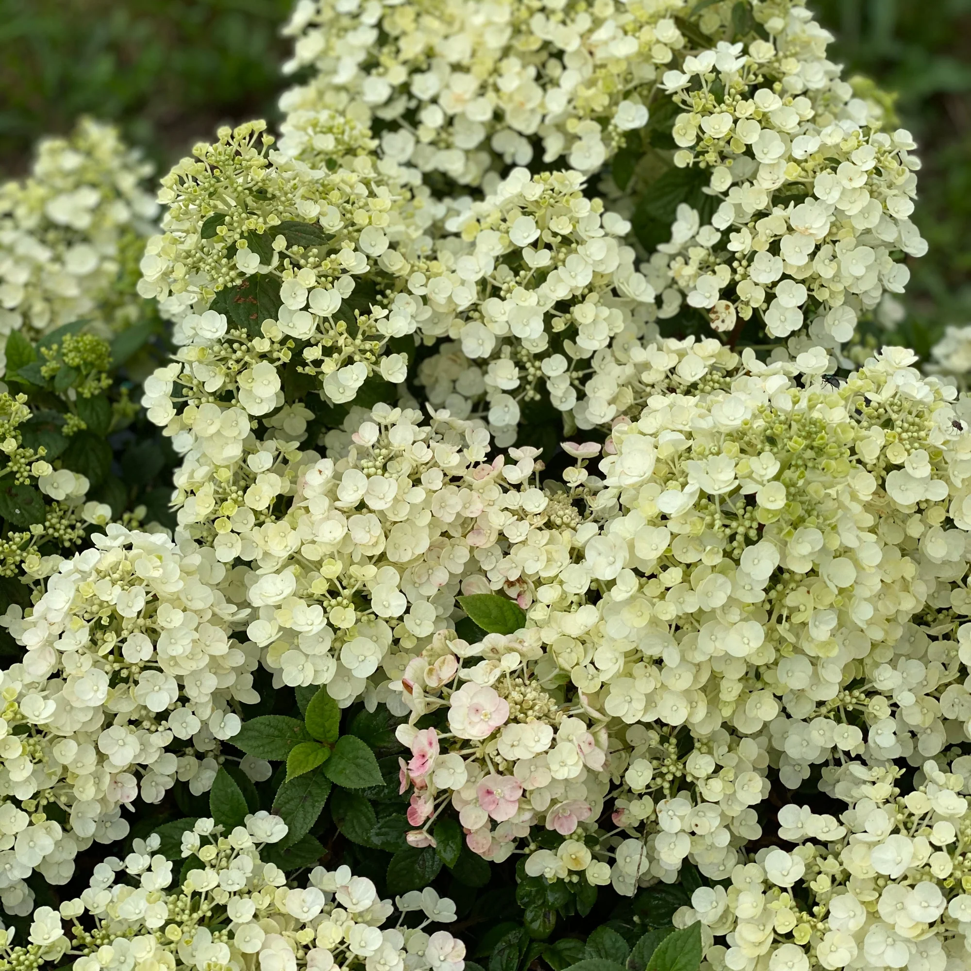 Tiny Quick Fire® Panicle Hydrangea (paniculata) - Image 3