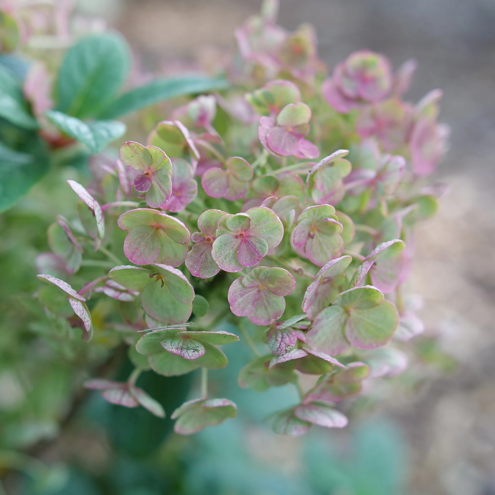 Tiny Quick Fire® Panicle Hydrangea (paniculata) - Image 4