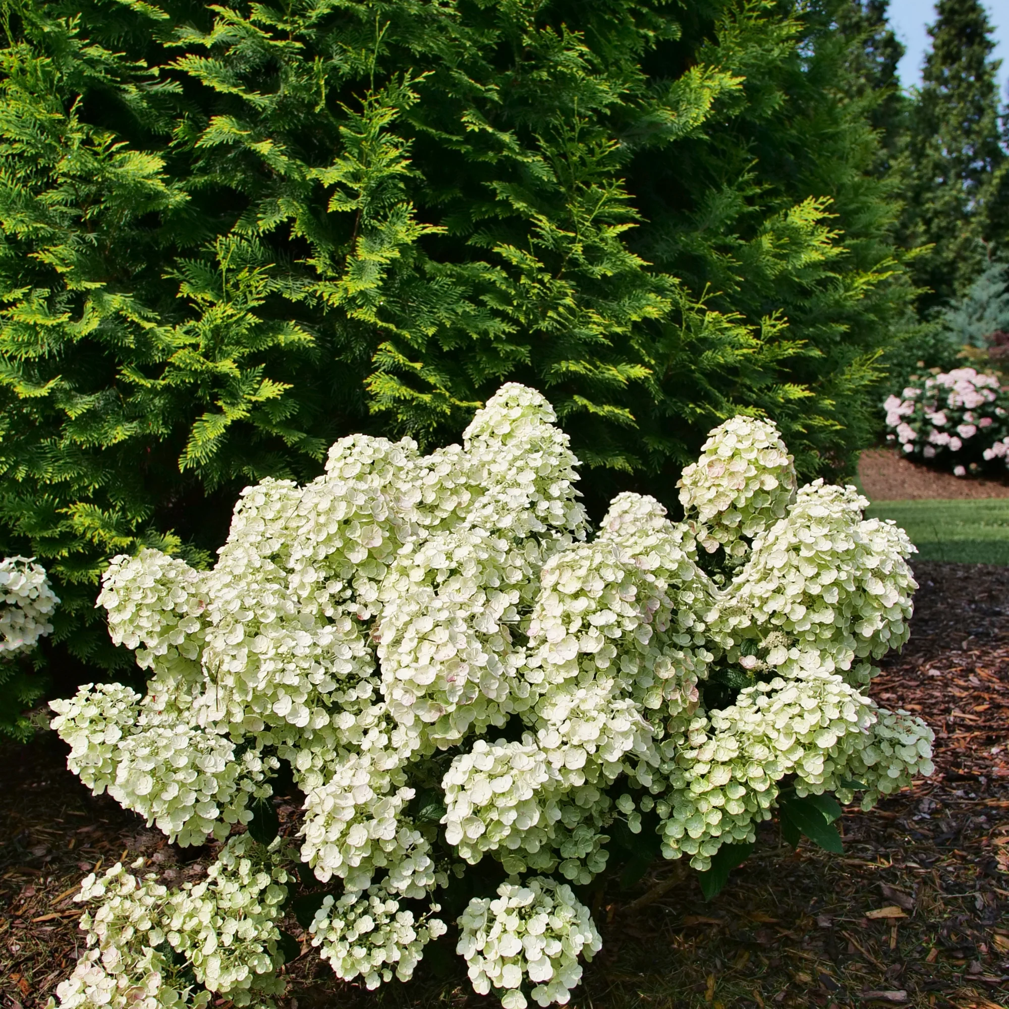 Tiny Quick Fire® Panicle Hydrangea (paniculata) - Image 5