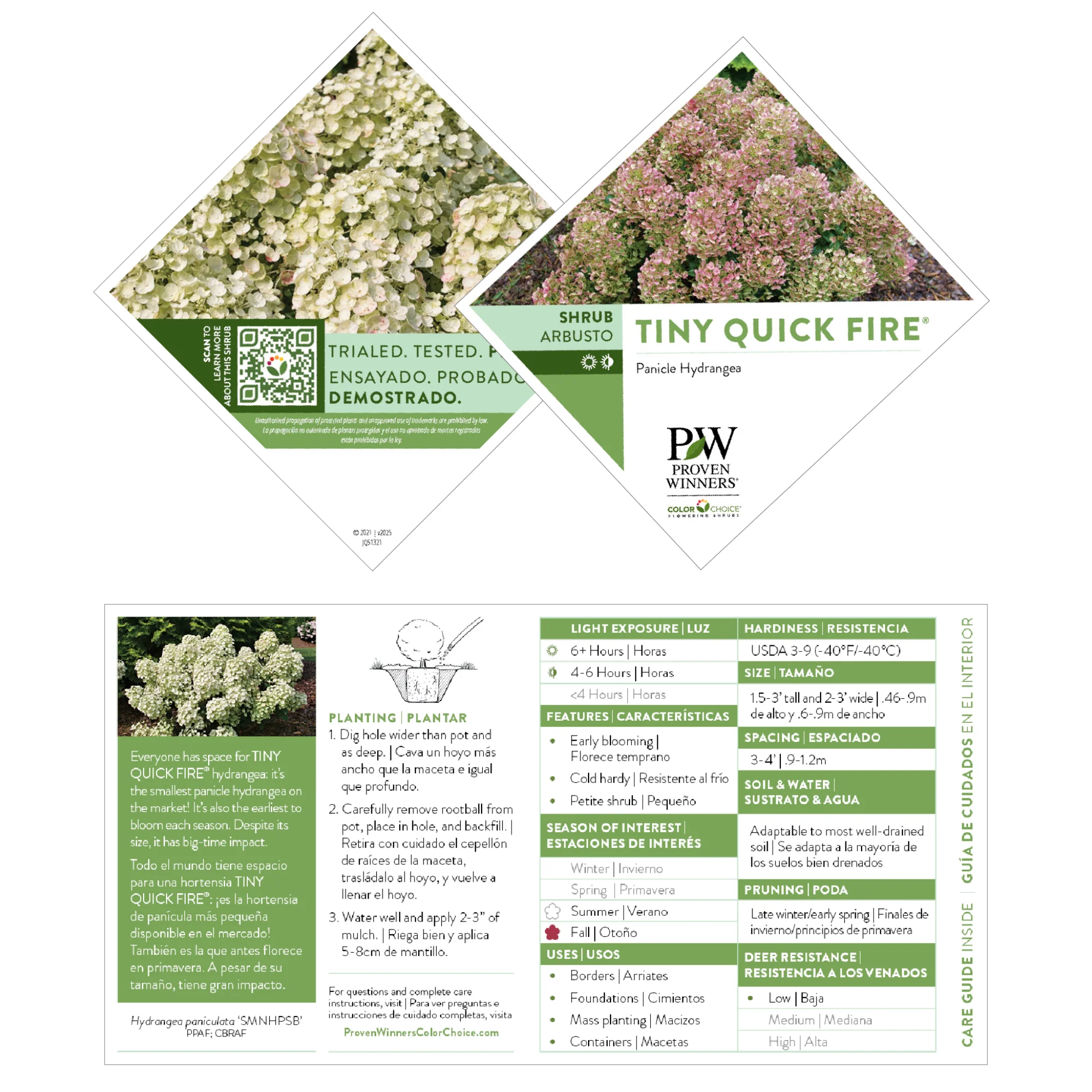 Tiny Quick Fire® Panicle Hydrangea (paniculata) - Image 7