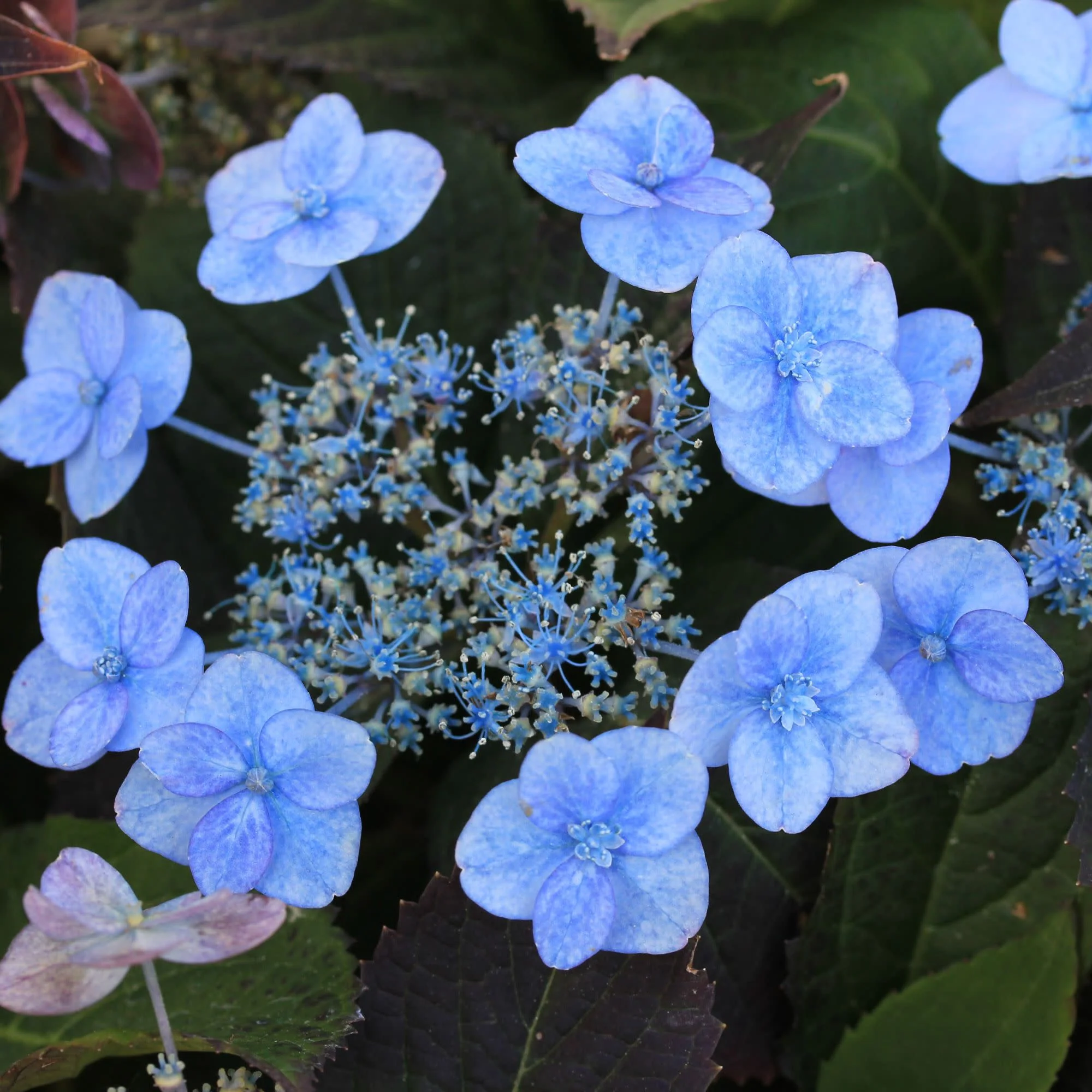 Tiny Tuff Stuff™ Mountain Hydrangea (serrata) - Image 6