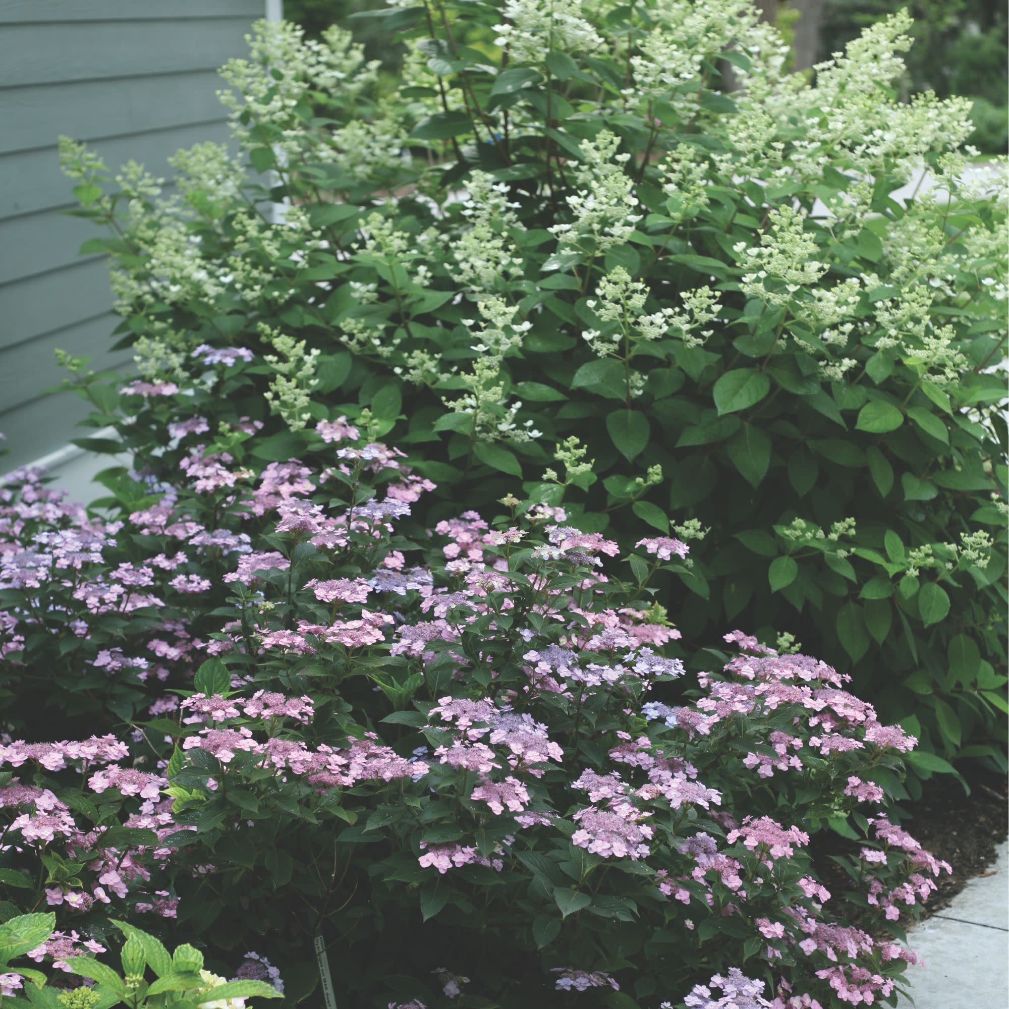 Tiny Tuff Stuff™ Mountain Hydrangea (serrata) - Image 8