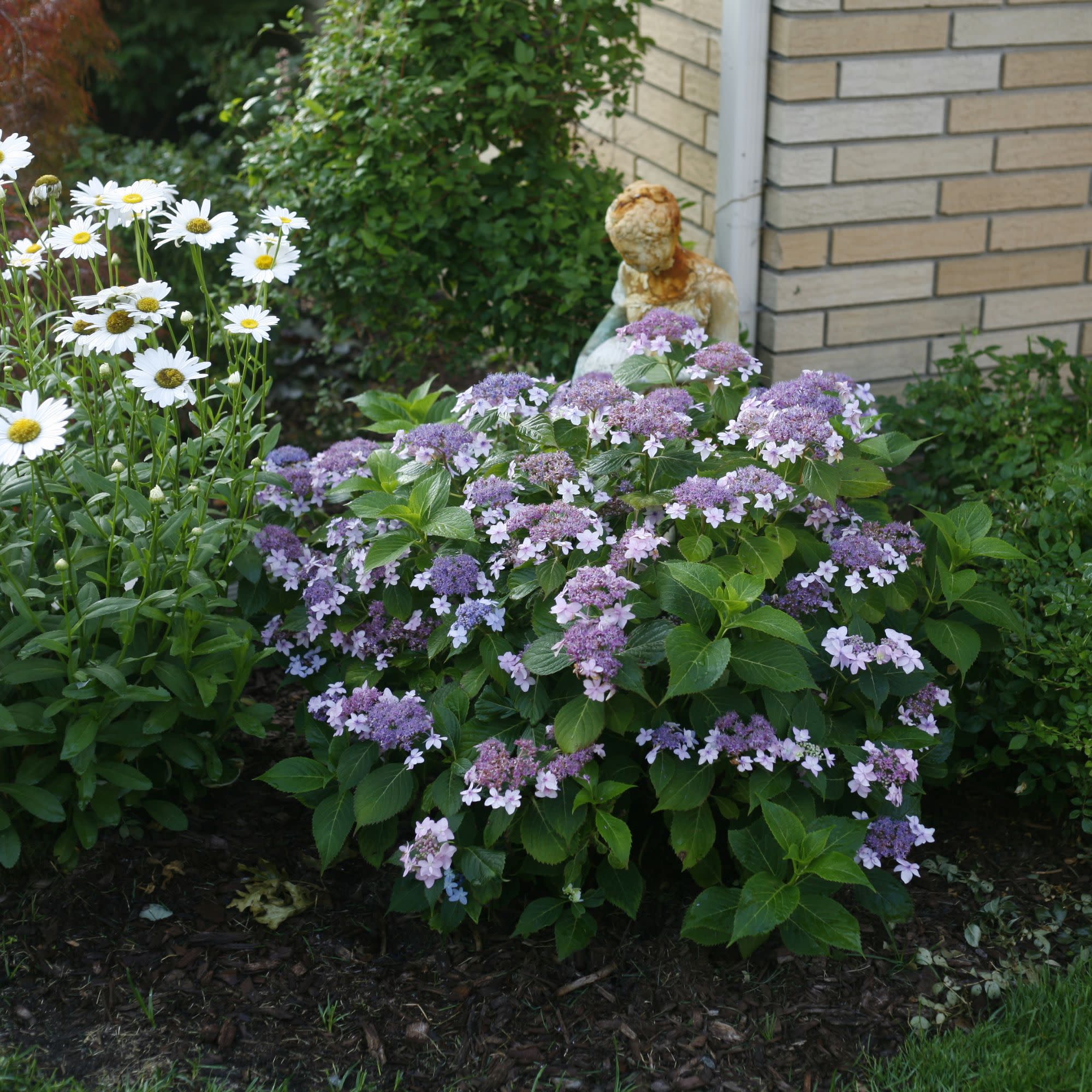 Tiny Tuff Stuff™ Mountain Hydrangea (serrata) - Image 9