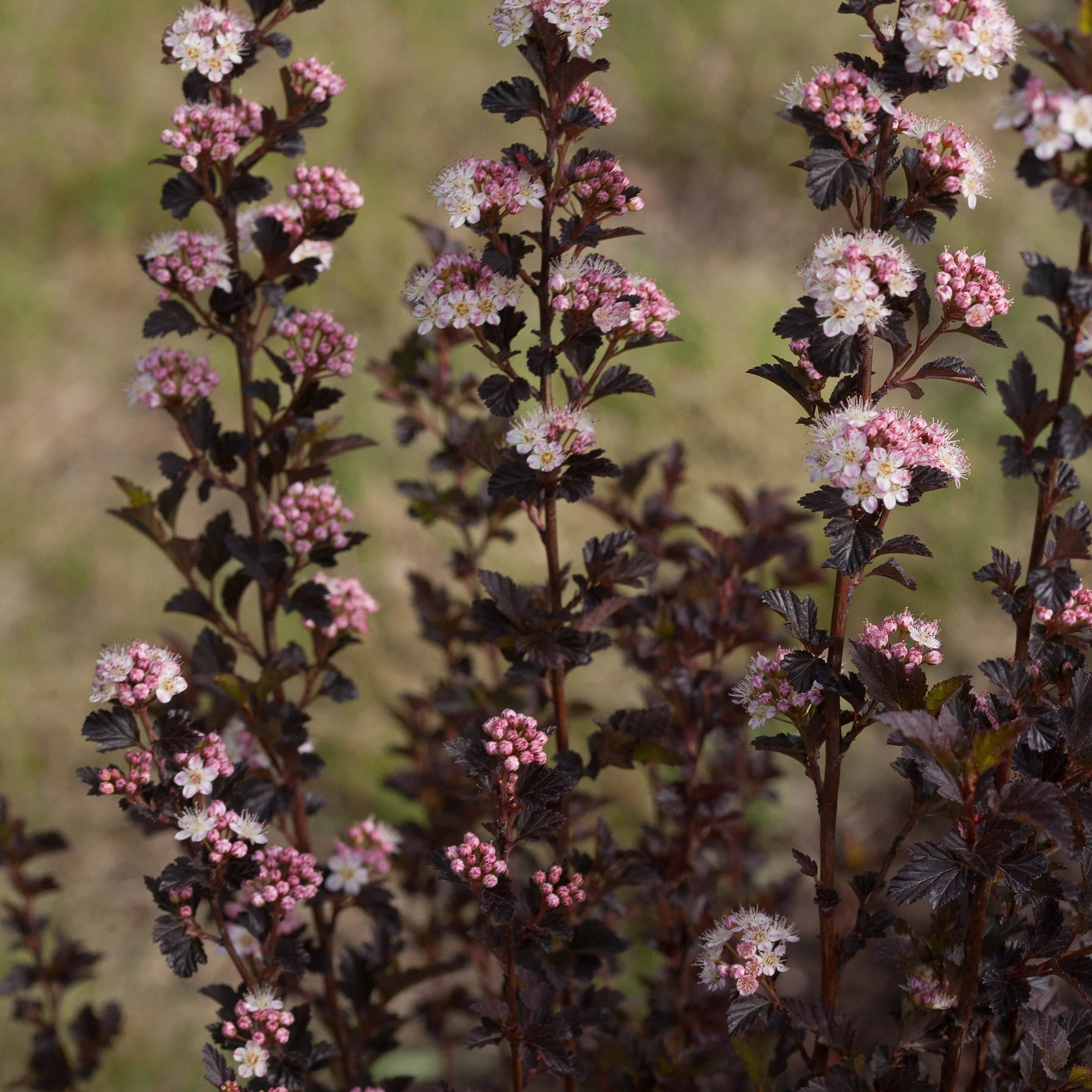 Tiny Wine® Ninebark (Physocarpus opulifolius)