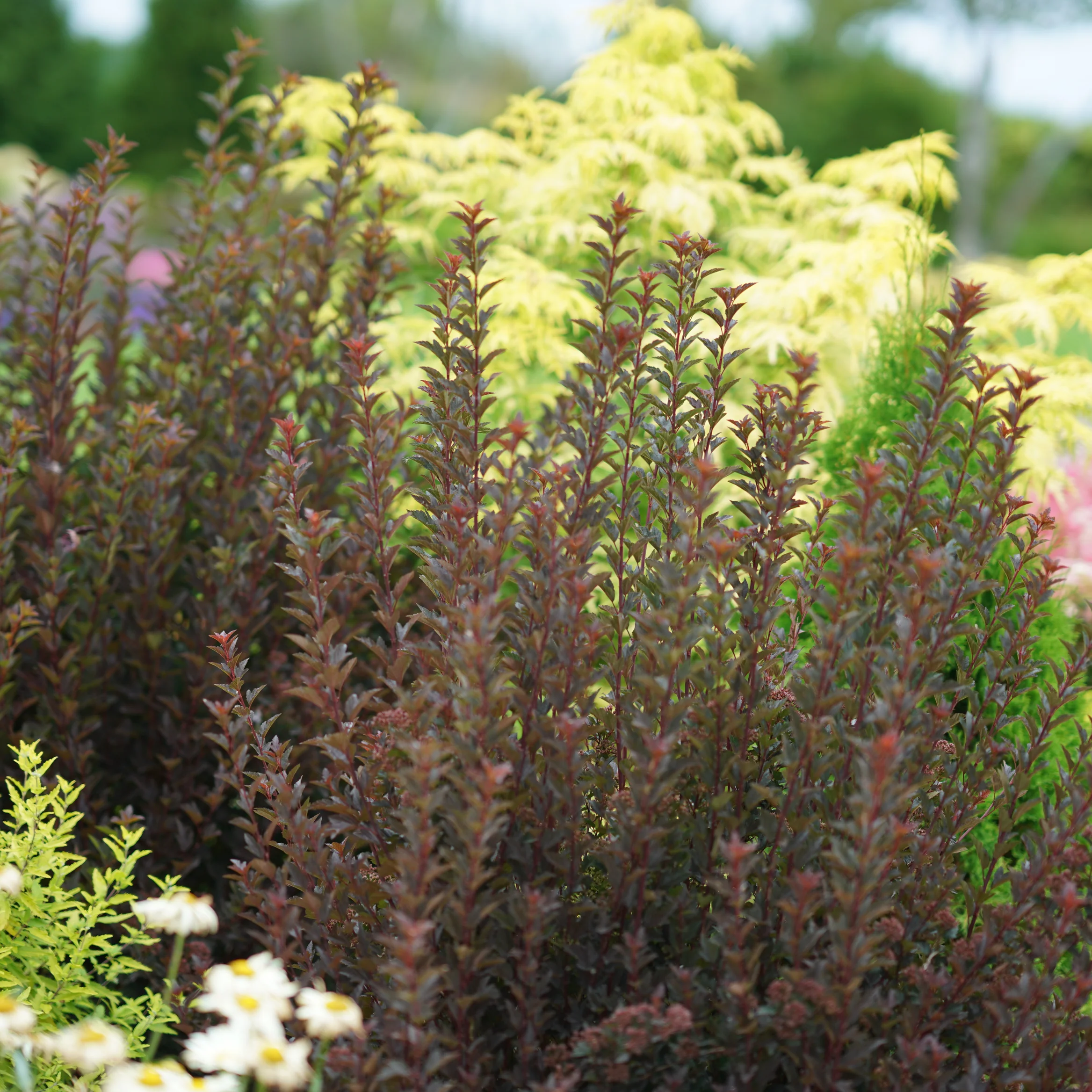 Tiny Wine® Ninebark (Physocarpus opulifolius) - Image 10