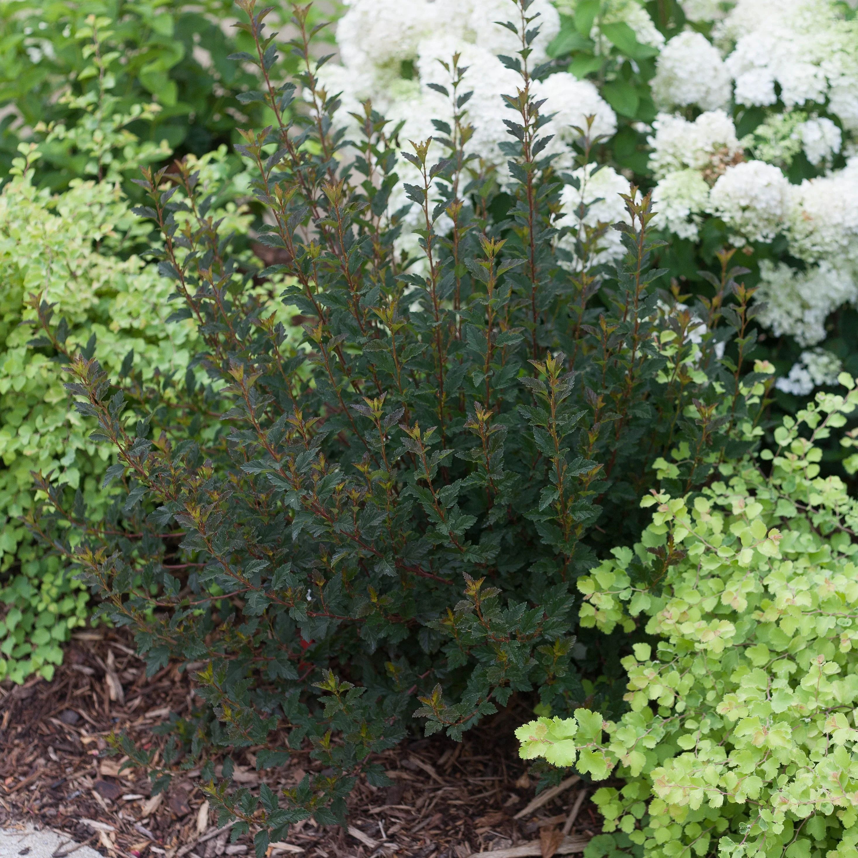 Tiny Wine® Ninebark (Physocarpus opulifolius) - Image 11