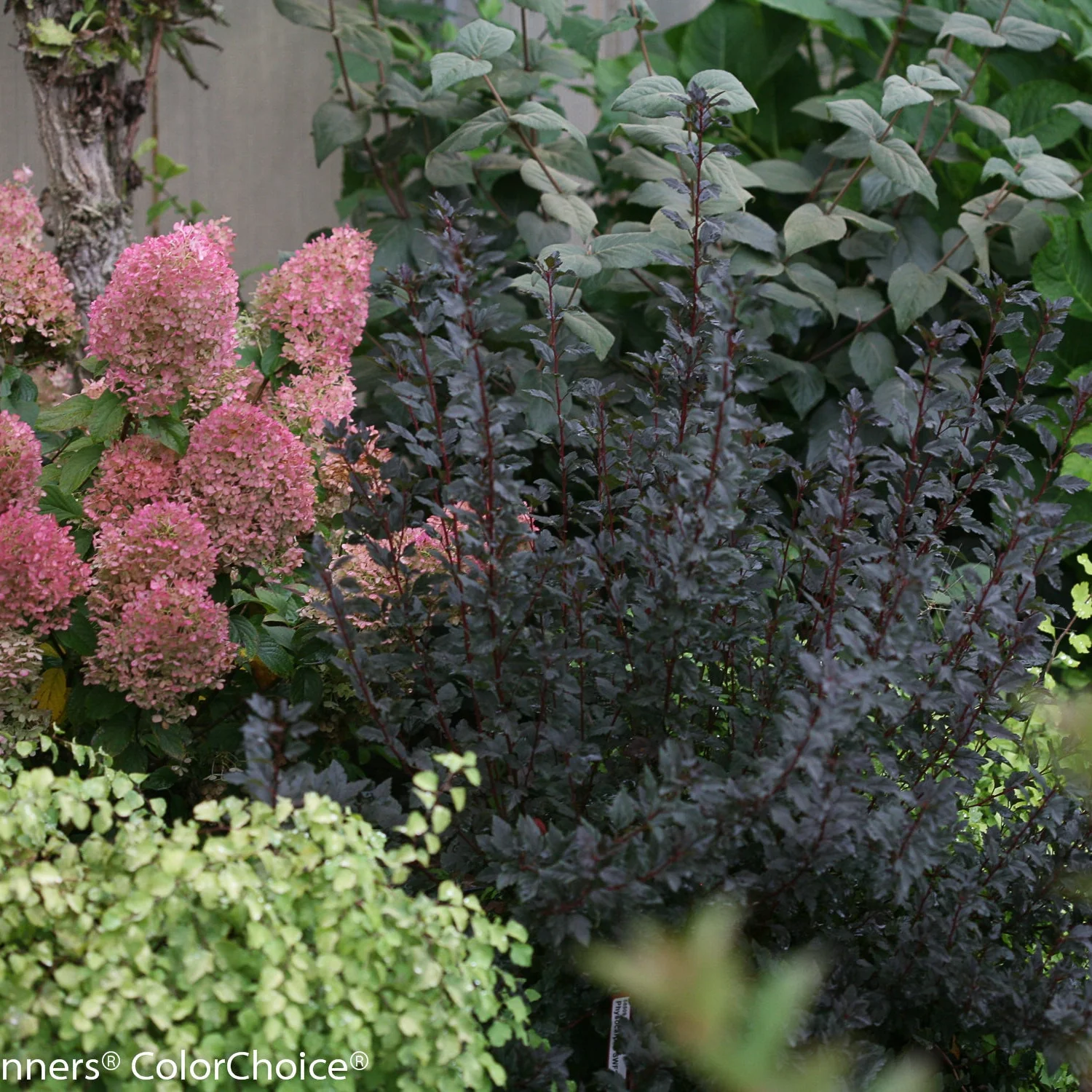 Tiny Wine® Ninebark (Physocarpus opulifolius) - Image 12