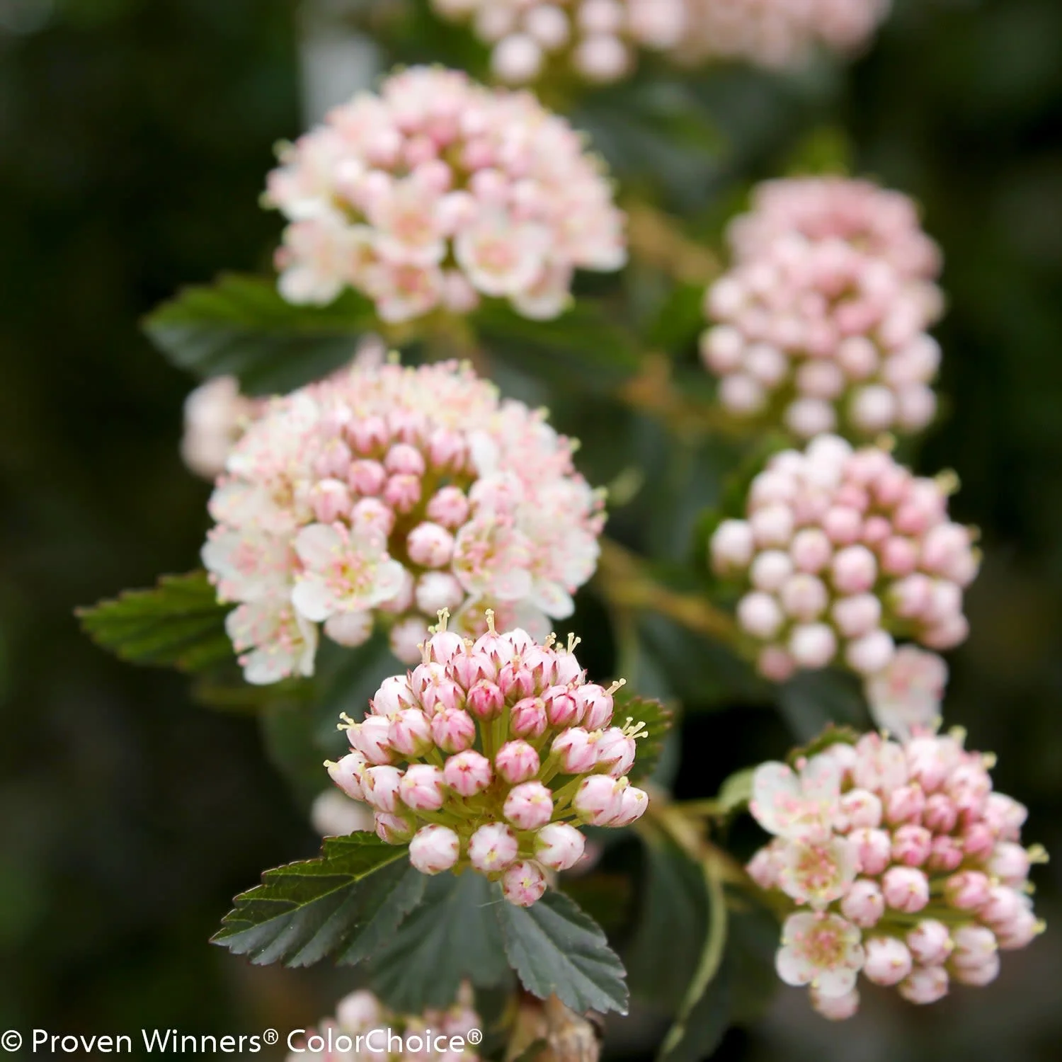 Tiny Wine® Ninebark (Physocarpus opulifolius) - Image 2