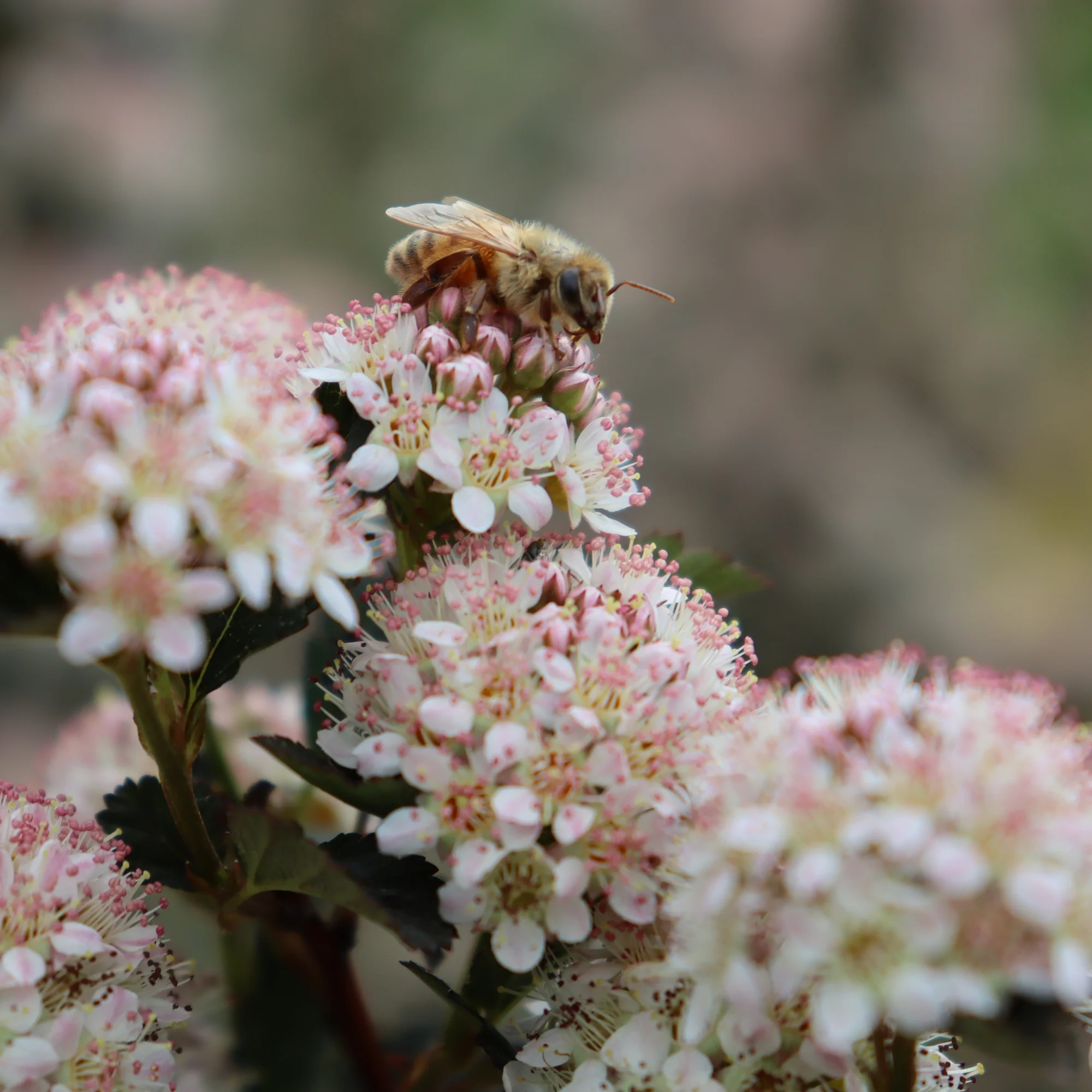 Tiny Wine® Ninebark (Physocarpus opulifolius) - Image 3