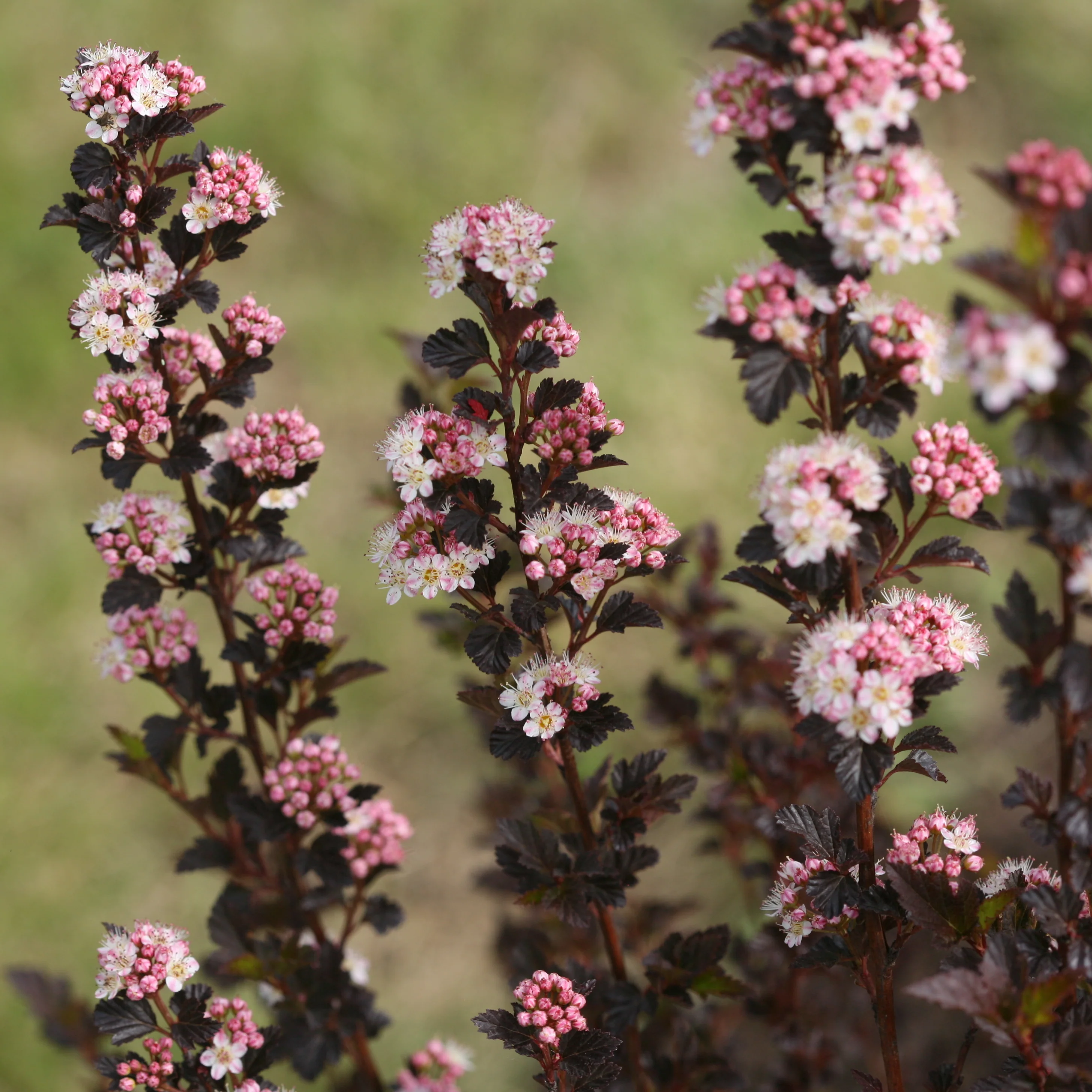 Tiny Wine® Ninebark (Physocarpus opulifolius) - Image 4