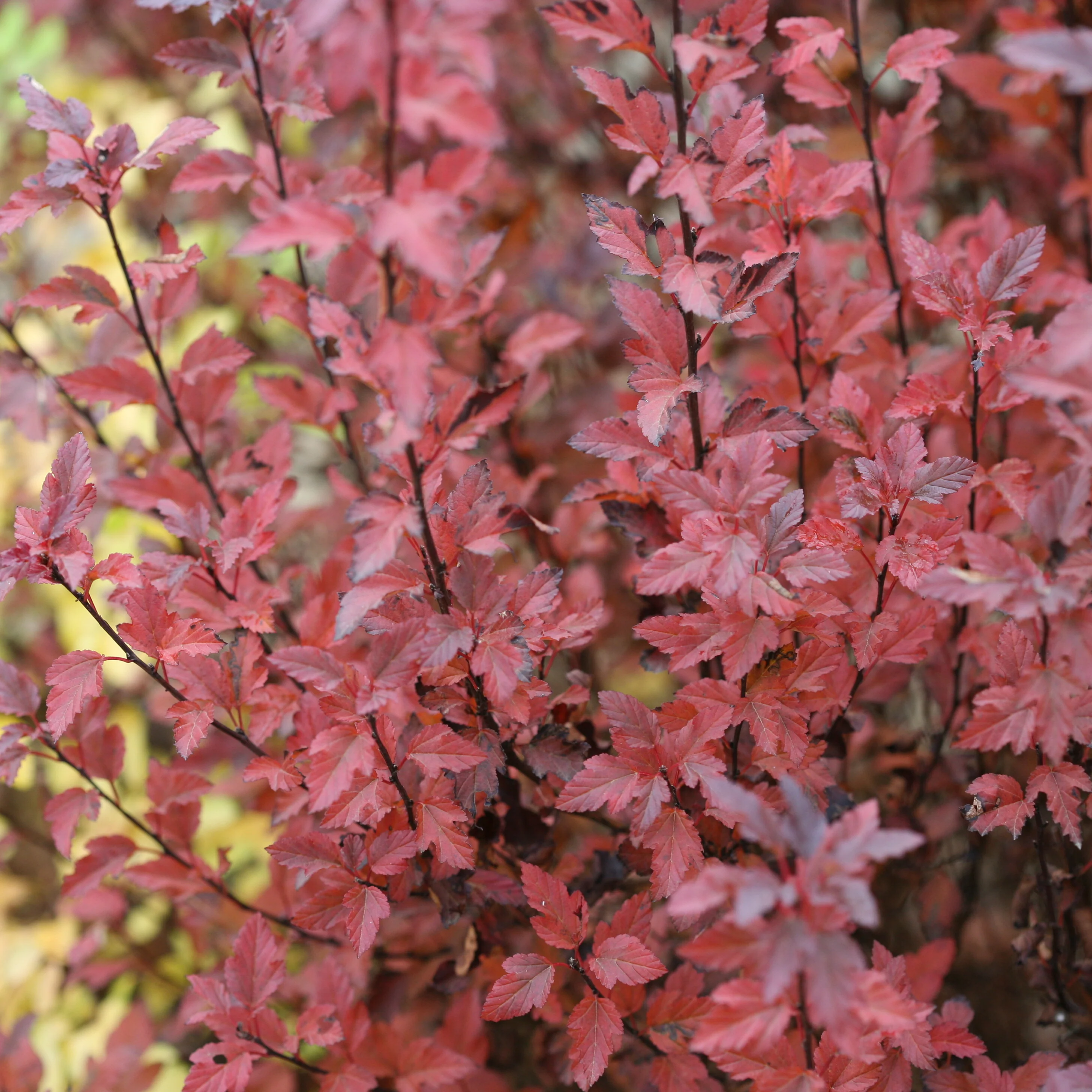 Tiny Wine® Ninebark (Physocarpus opulifolius) - Image 5