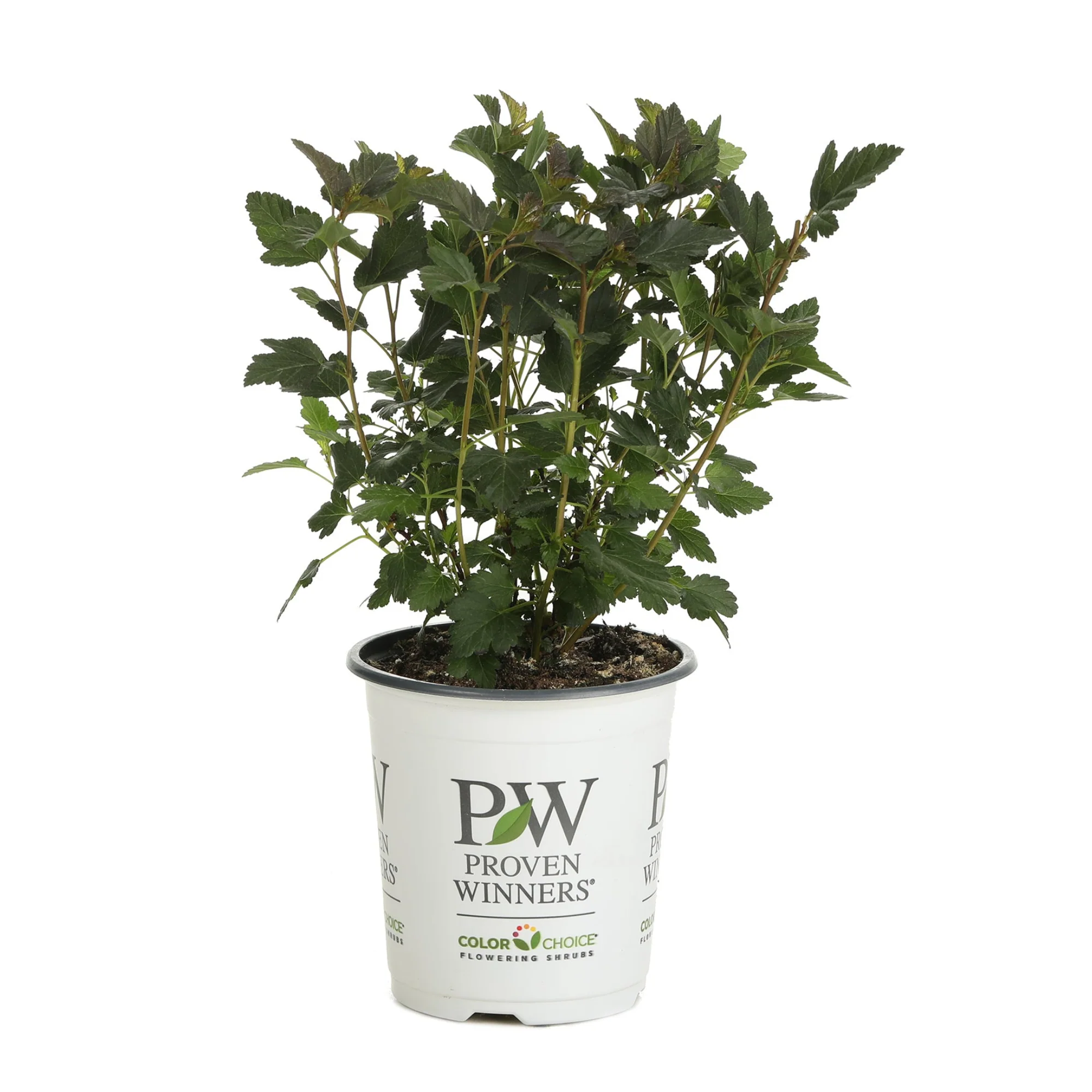 Tiny Wine® Ninebark (Physocarpus opulifolius) - Image 6