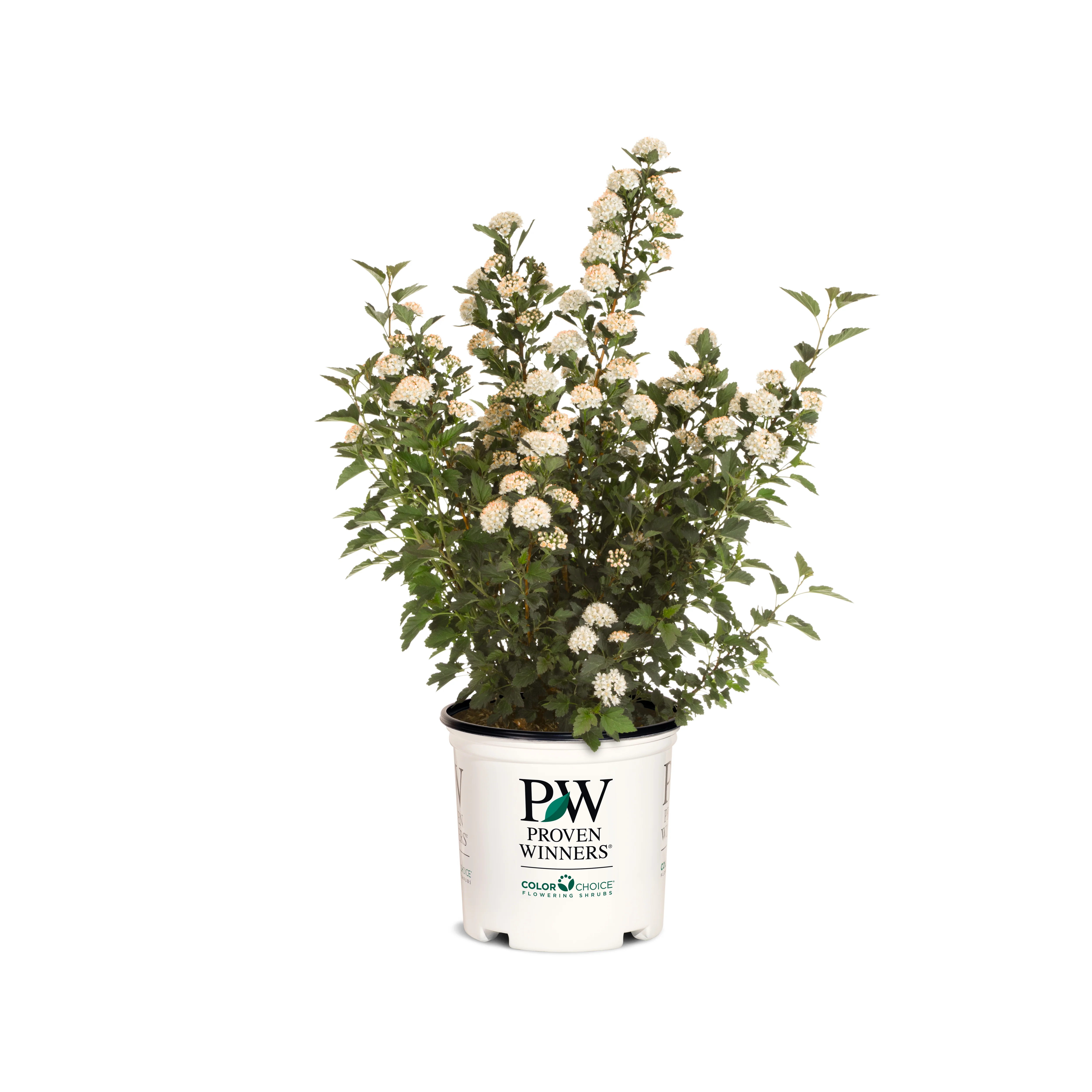 Tiny Wine® Ninebark (Physocarpus opulifolius) - Image 7