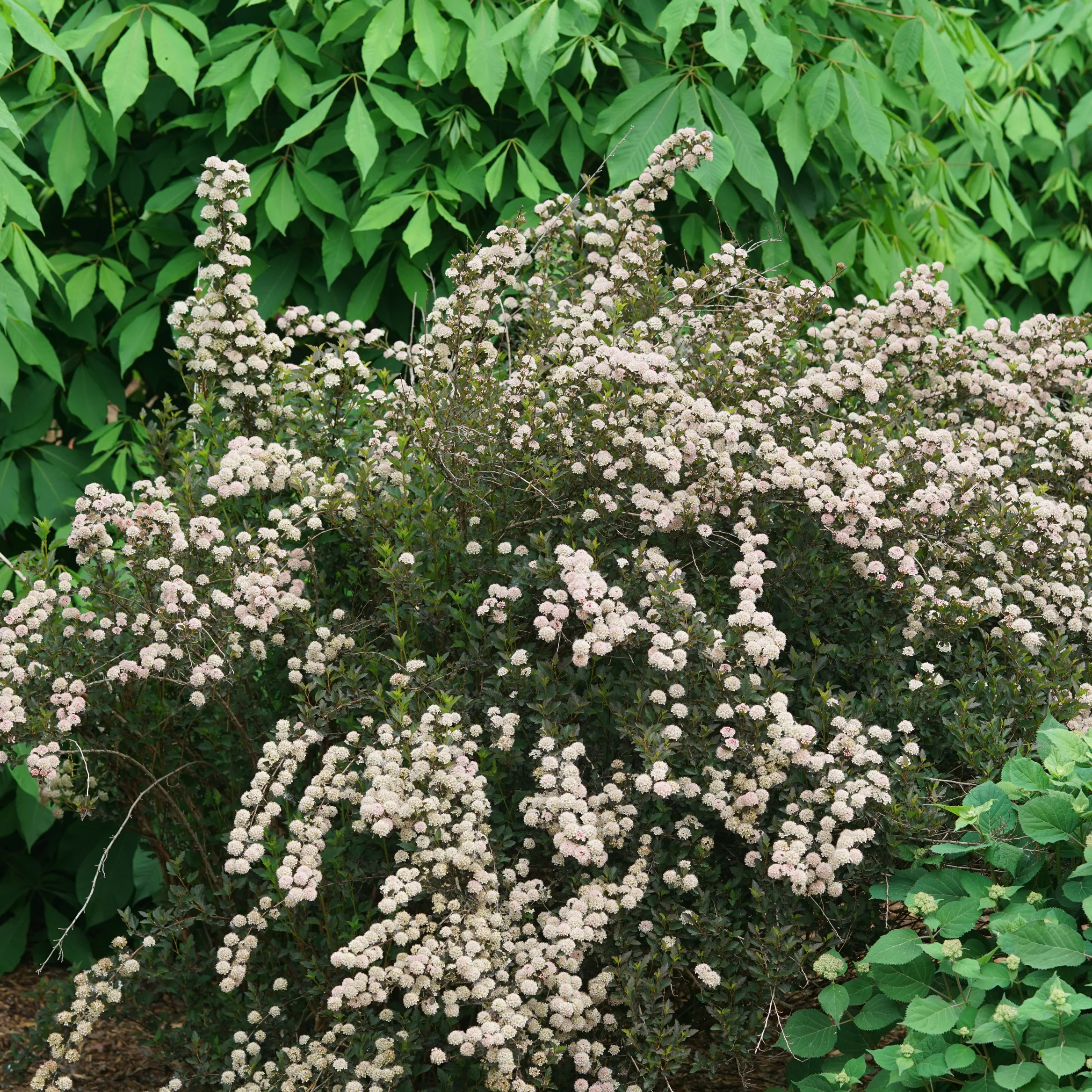 Tiny Wine® Ninebark (Physocarpus opulifolius) - Image 9
