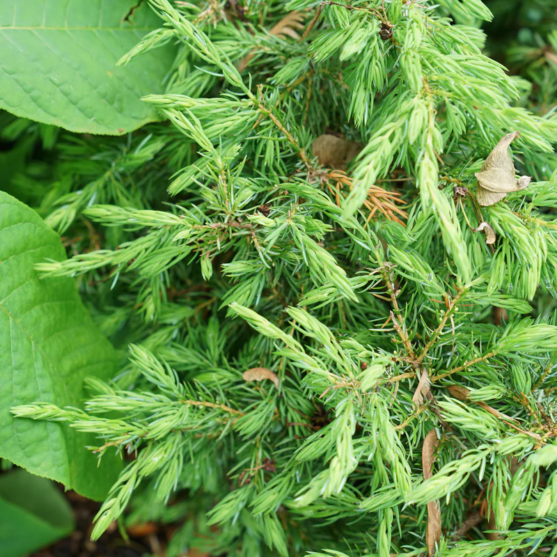 Tortuga® Juniper (Juniperus communis) - Image 2