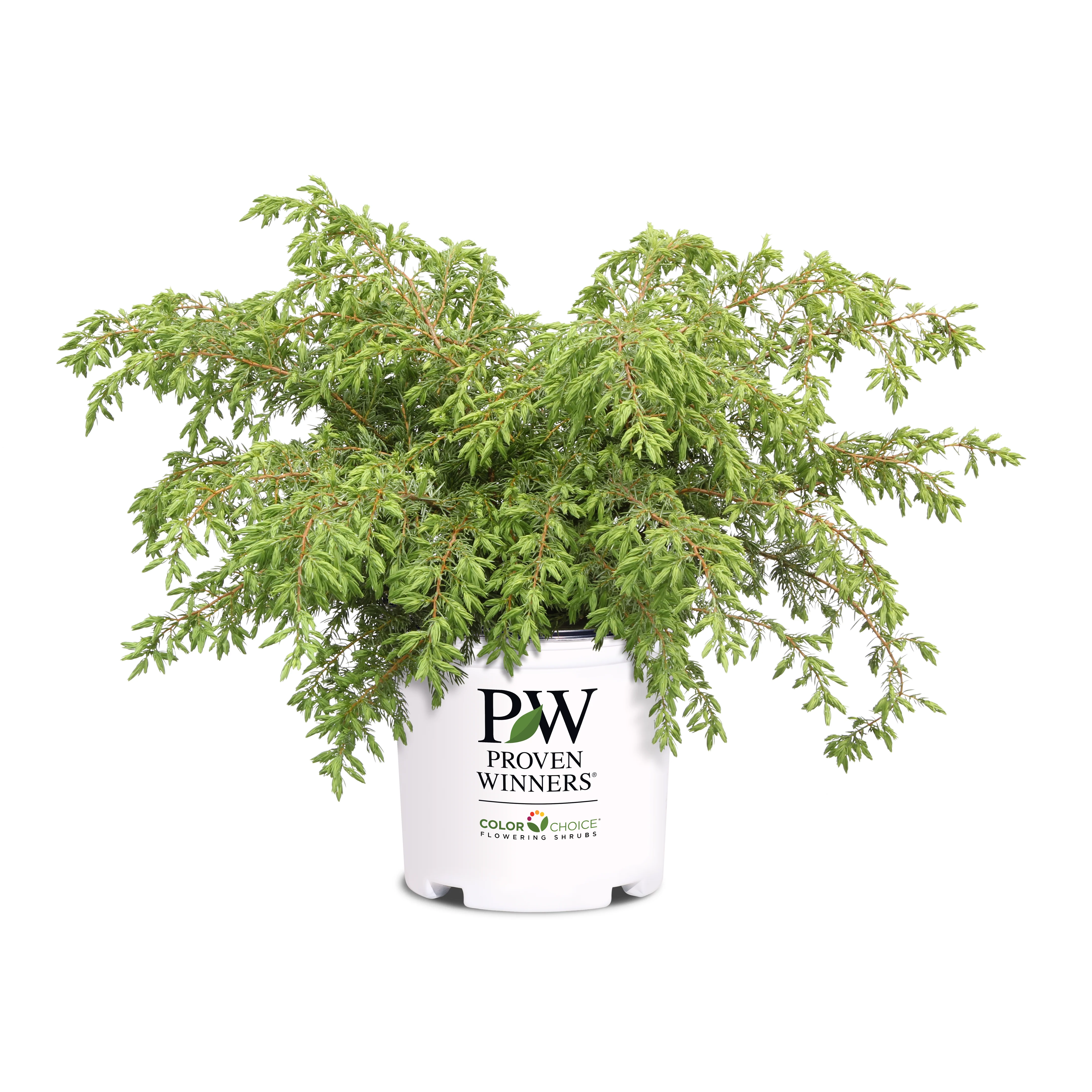 Tortuga® Juniper (Juniperus communis) - Image 3