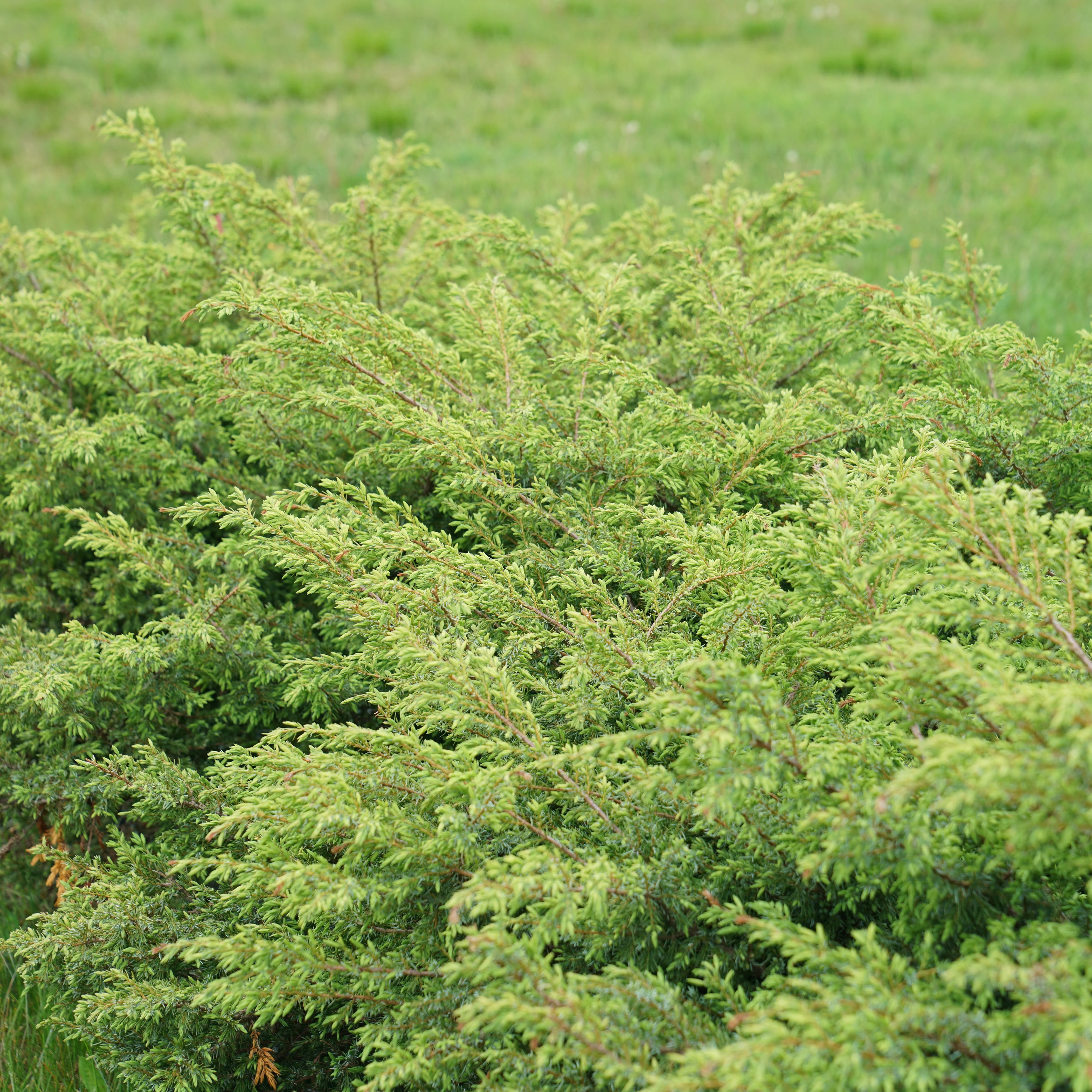Tortuga® Juniper (Juniperus communis) - Image 5