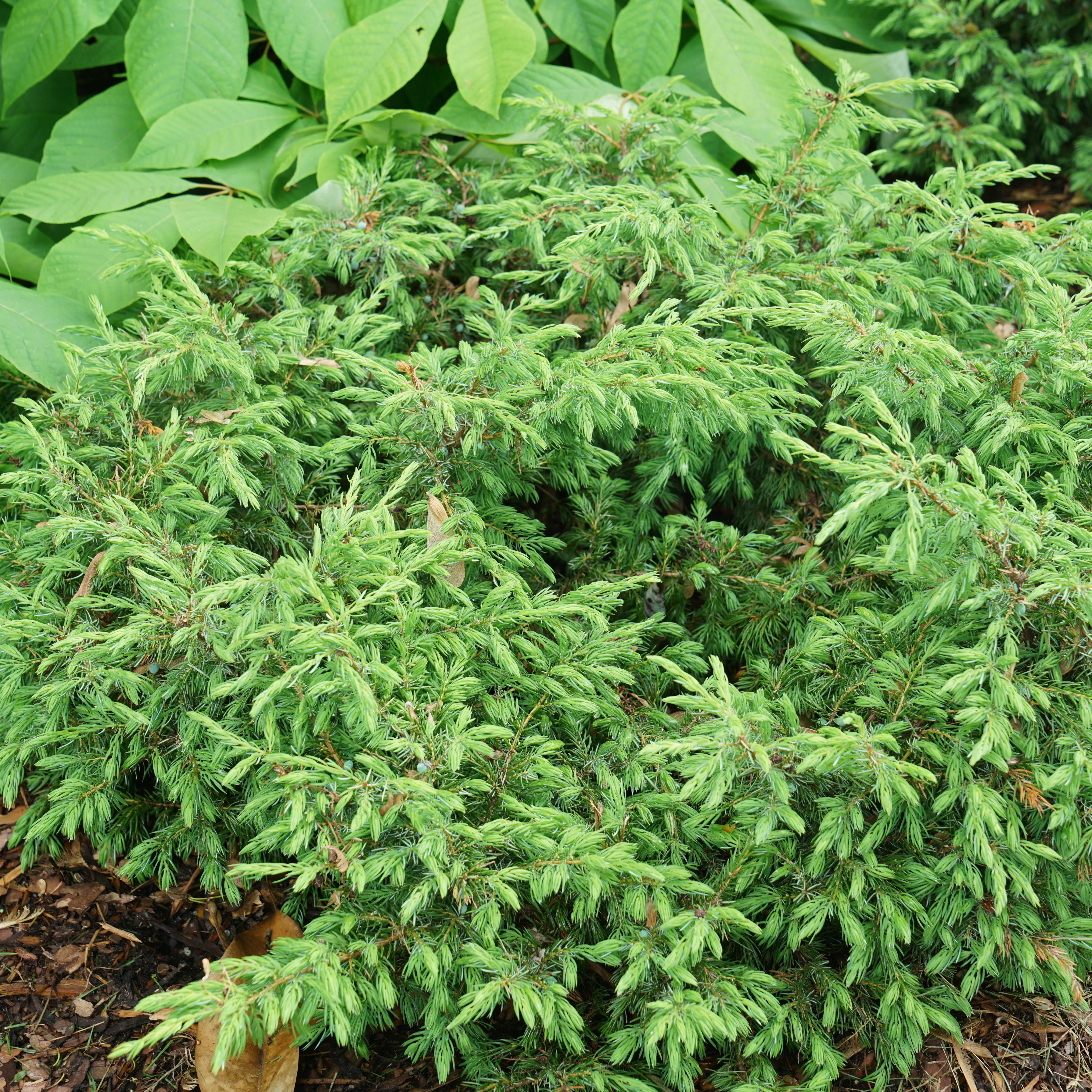Tortuga® Juniper (Juniperus communis) - Image 6
